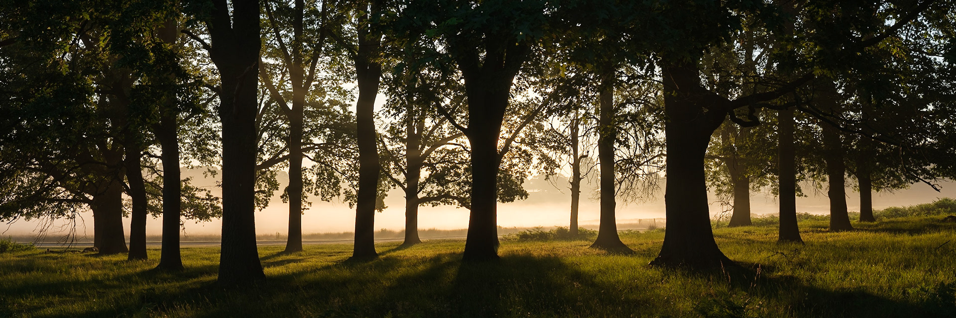 A misty sunrise looking out of the King George V Plantation in Richmond Park.