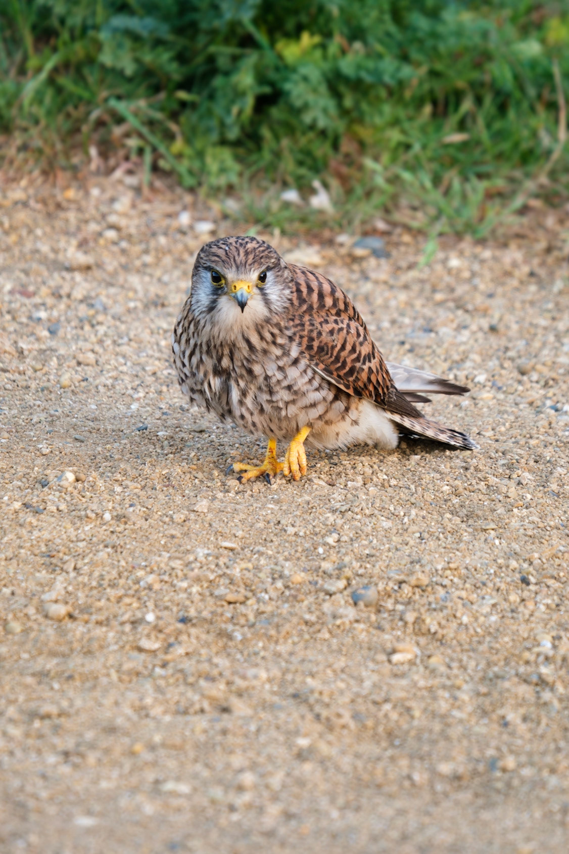 The female Kestrel flew down from her nest and landed right in front of me, Richmond Park.