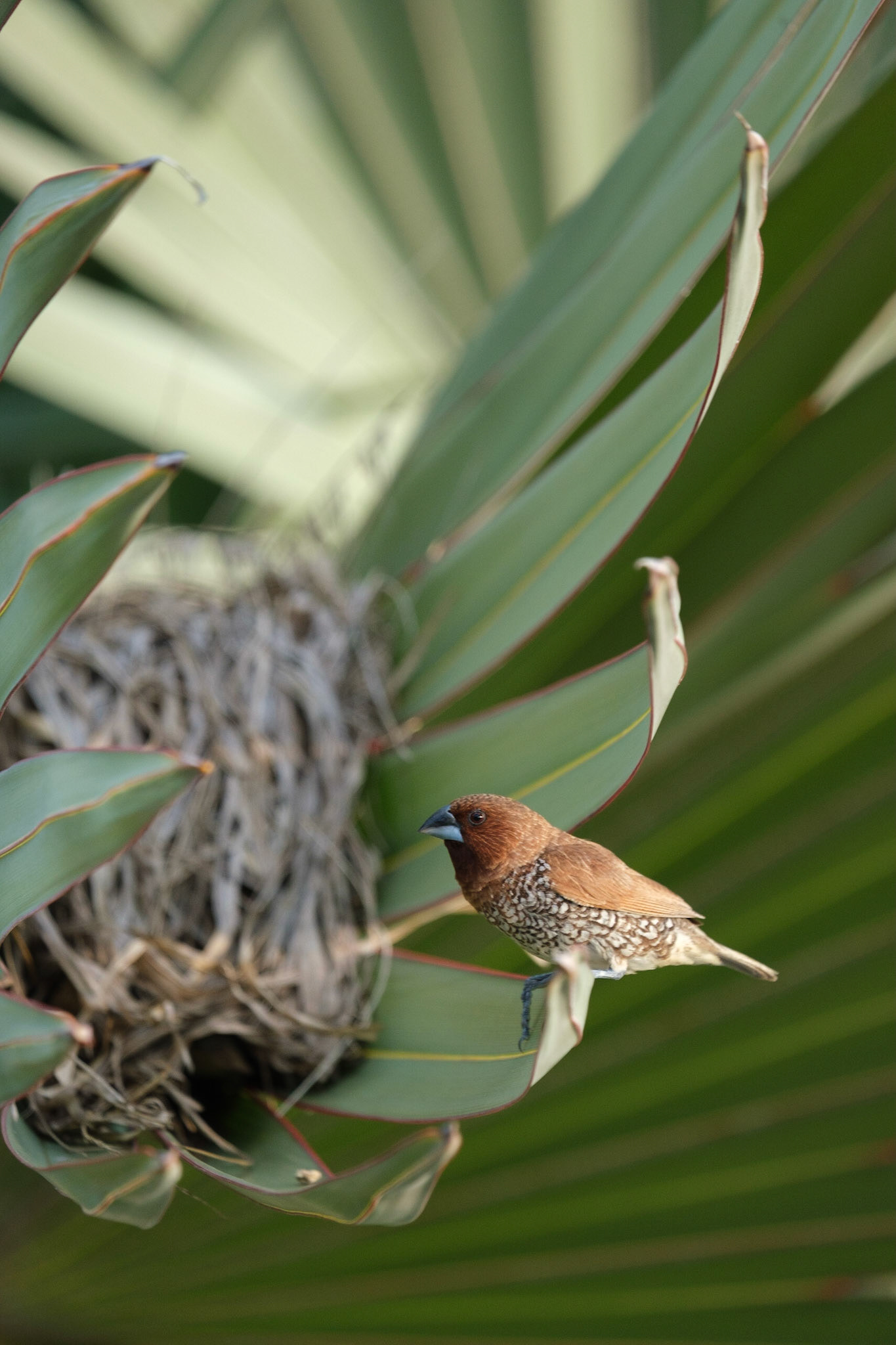 Spice finch at its nest.