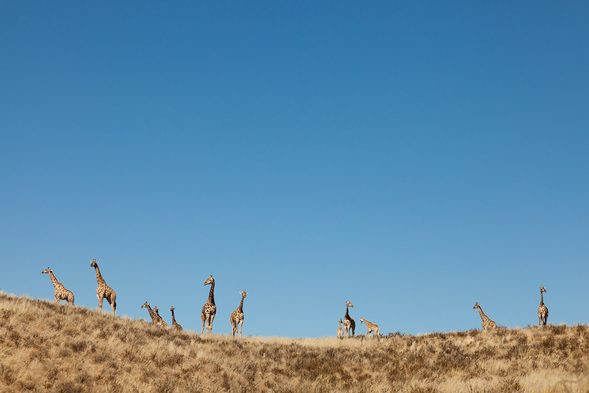 A group of Giraffes on the horizon making their way down into the Auob riverbed, Kgalagadi Transfrontier Park.