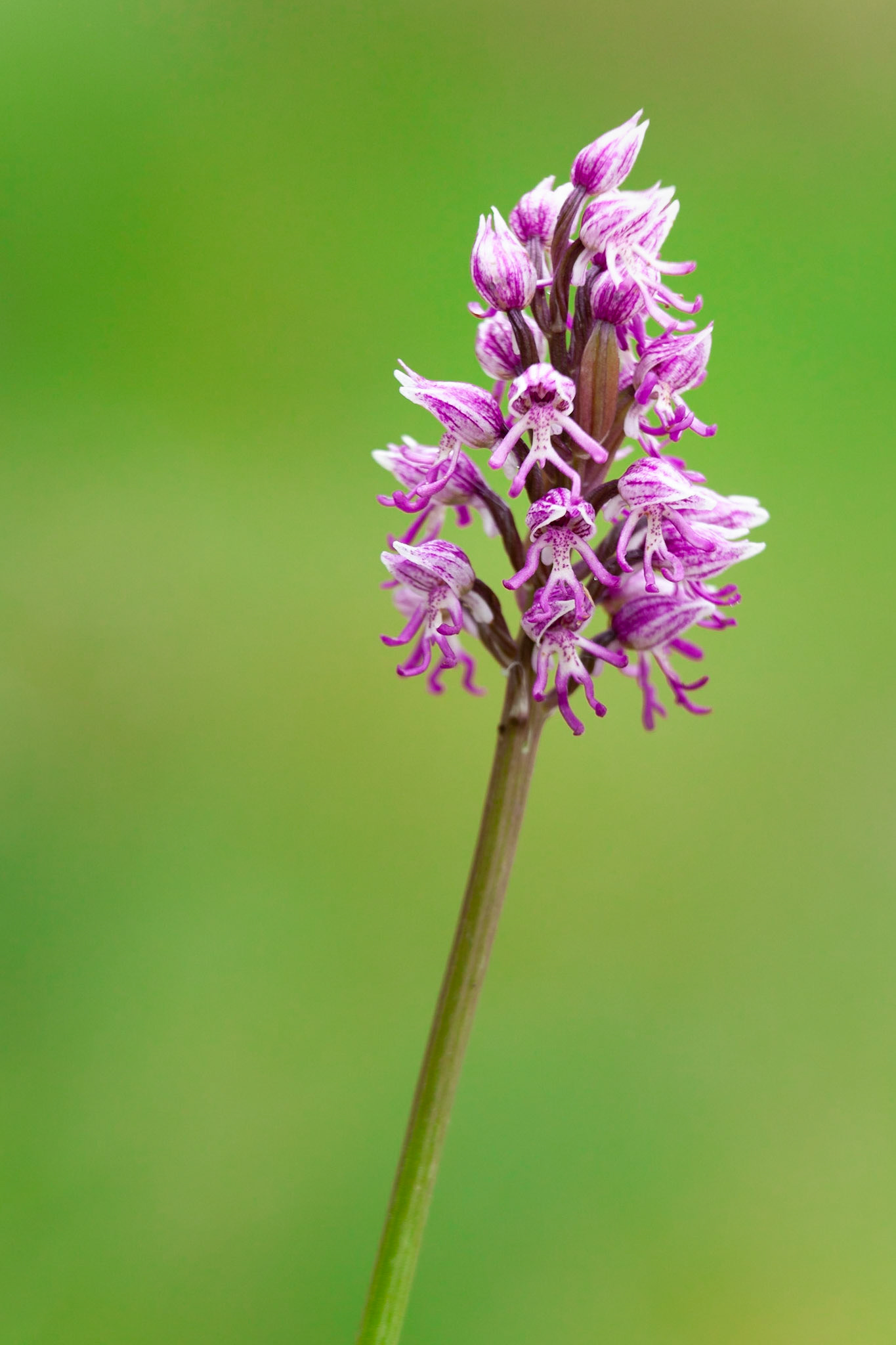 The Orchids were in full bloom at Il Collacio, Umbria, Italy.