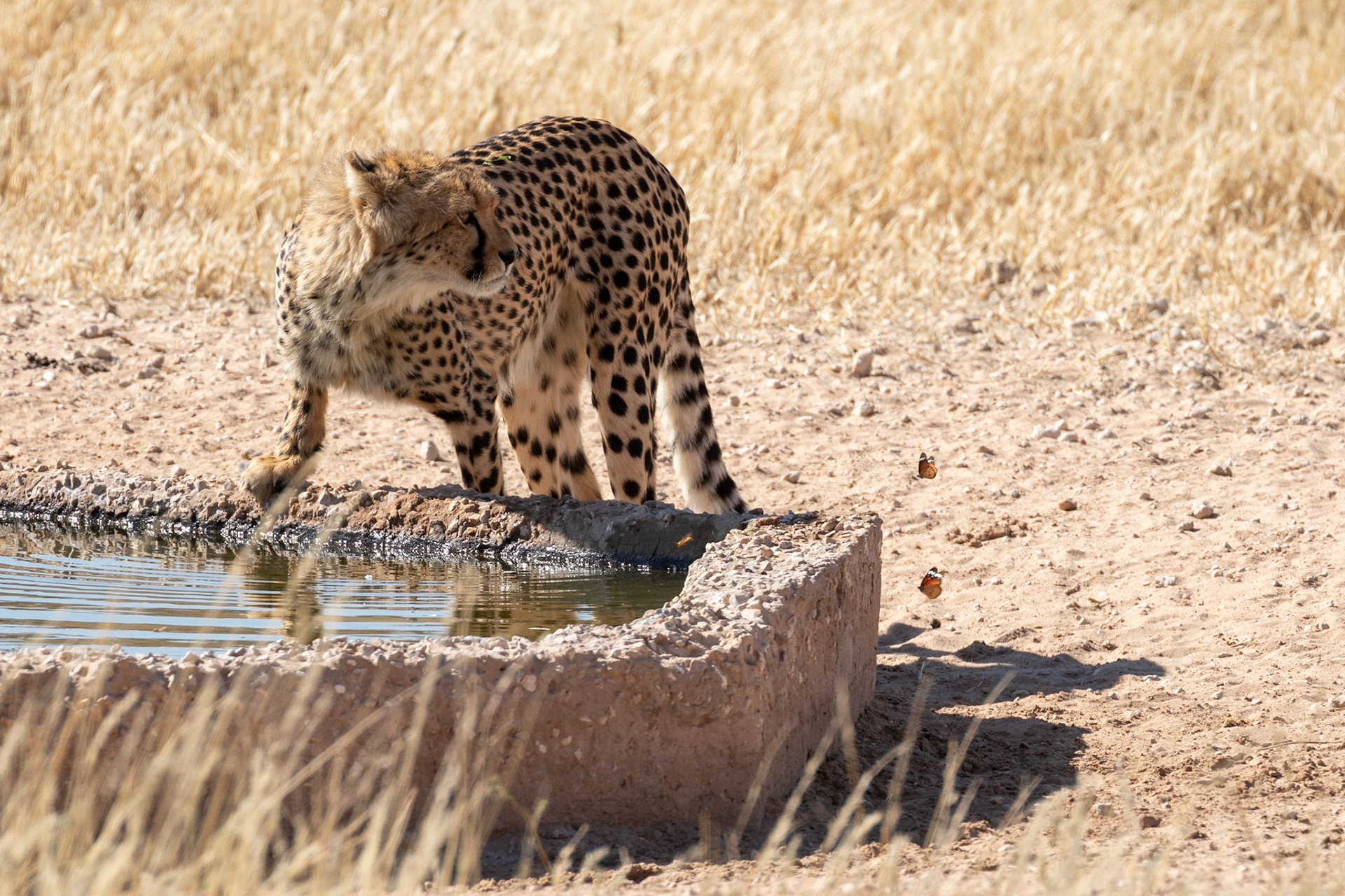 We enjoyed an amazing sighting of a mother and four Chetah cubs walking up the Auob River. We watched them for a few hours and then left them after they drank at Monro Waterhole, Kgalagadi Transfrontier Park.