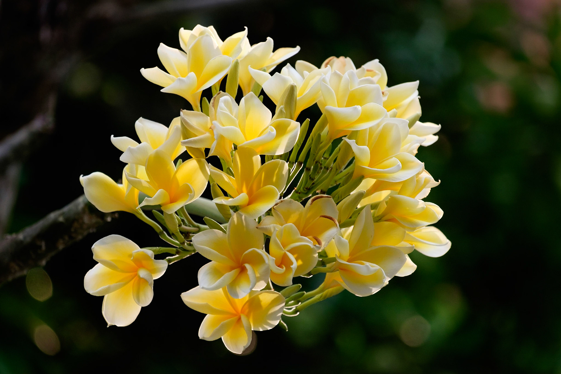 A beautiful cluster of Frangipani flowers, very commonly used in the banten (religious offerings) by Balinese people, Sanur, Bali, Indonesia.