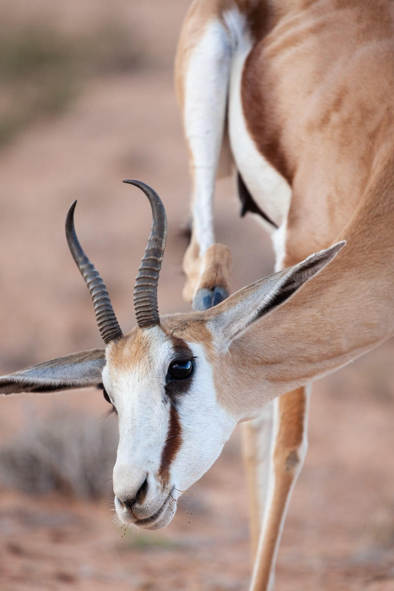 Springbok scratching his ear, Kgalagadi Transfrontier Park, South Africa.