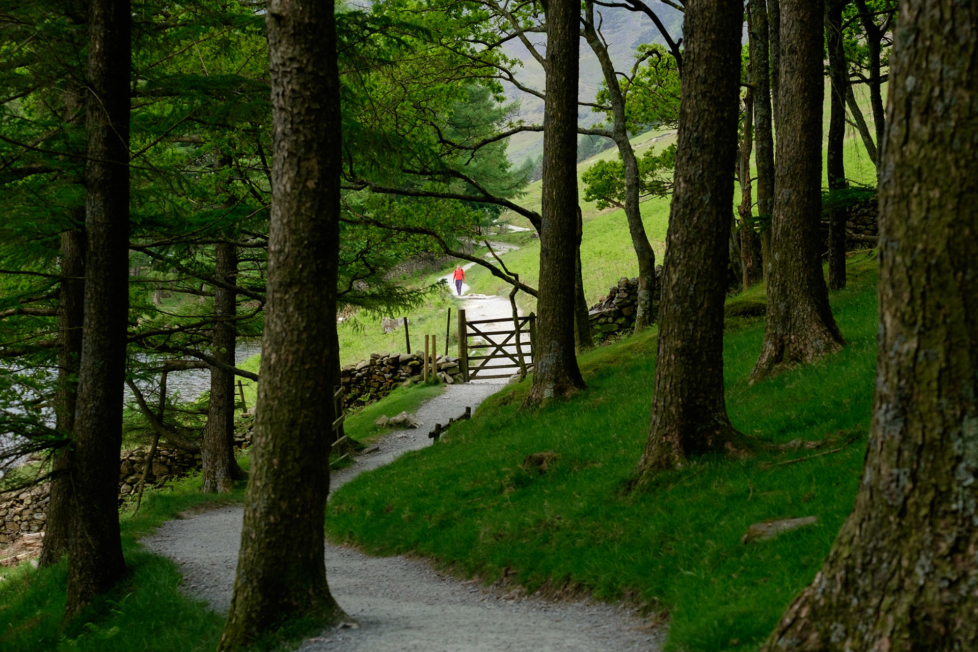 The trail through Burtness Wood beside Lake Buttermere, Lake District National Park, England.