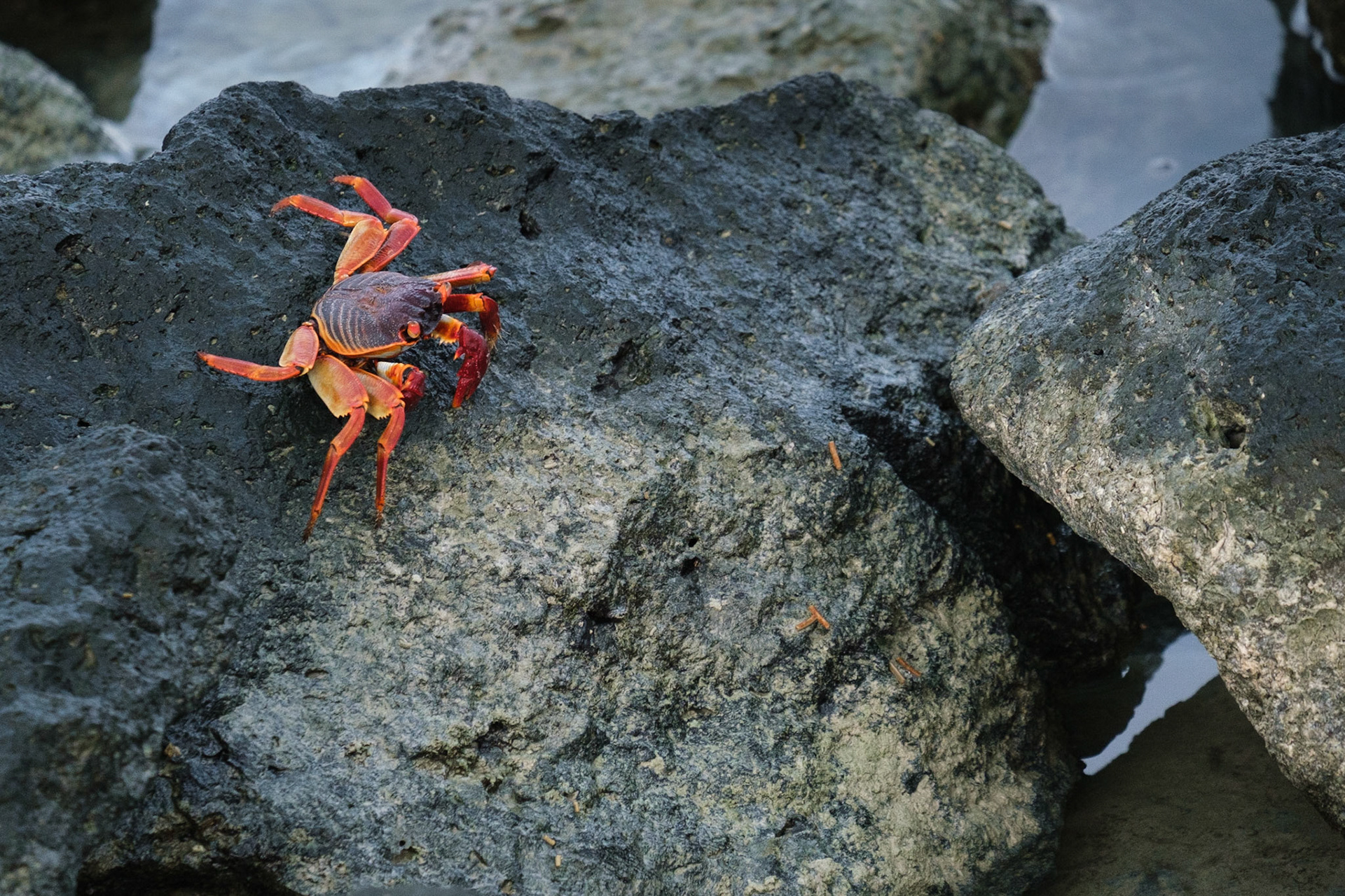 A red rock crab beside the Zilwa jetty.