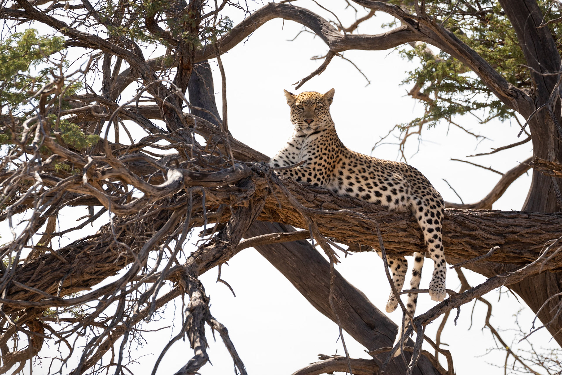 With Kham gone, Safran relaxed once more and posed nicely for us, Kgalagadi Transfrontier Park.