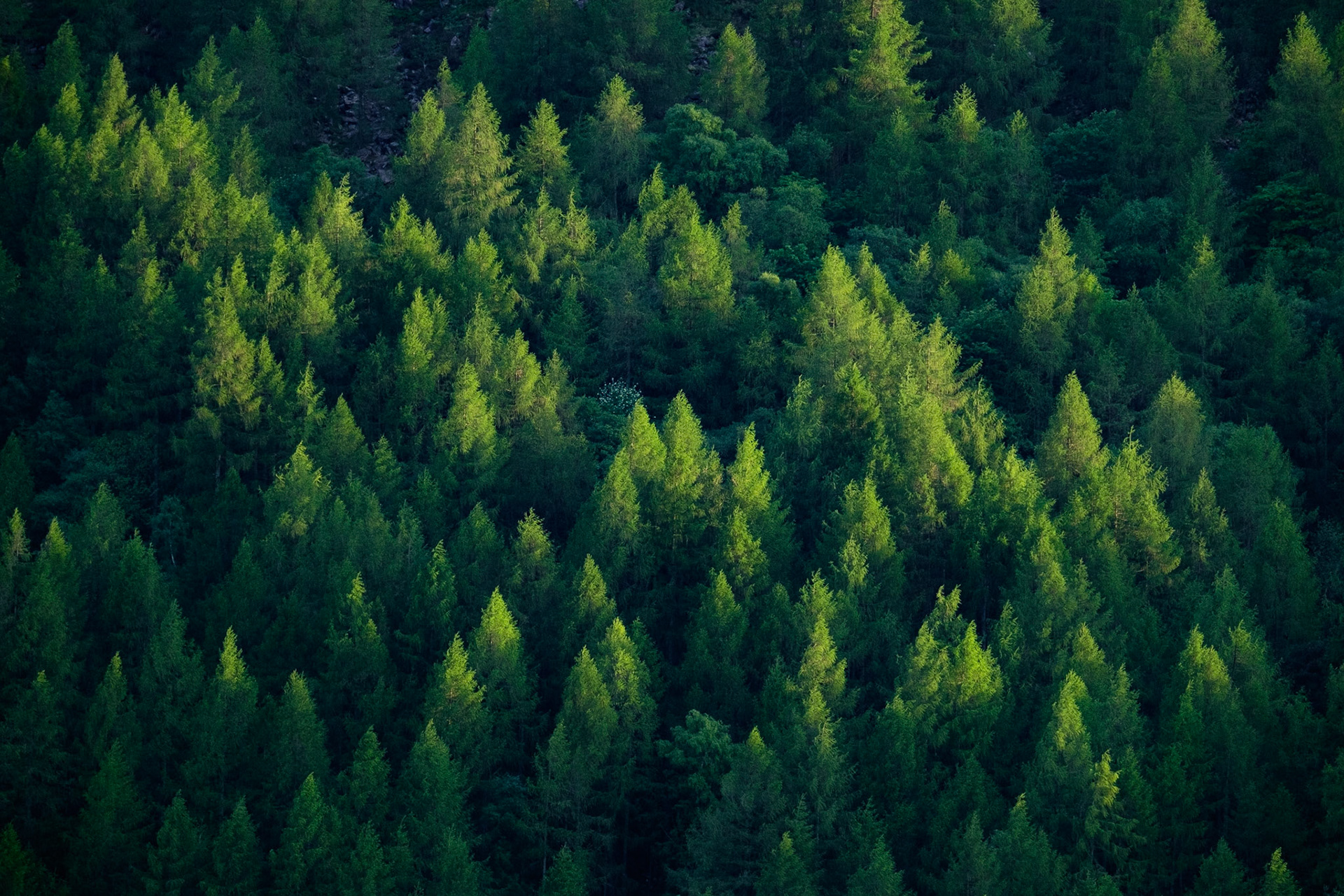 Last light on Burtness Wood, Lake District National Park, England.