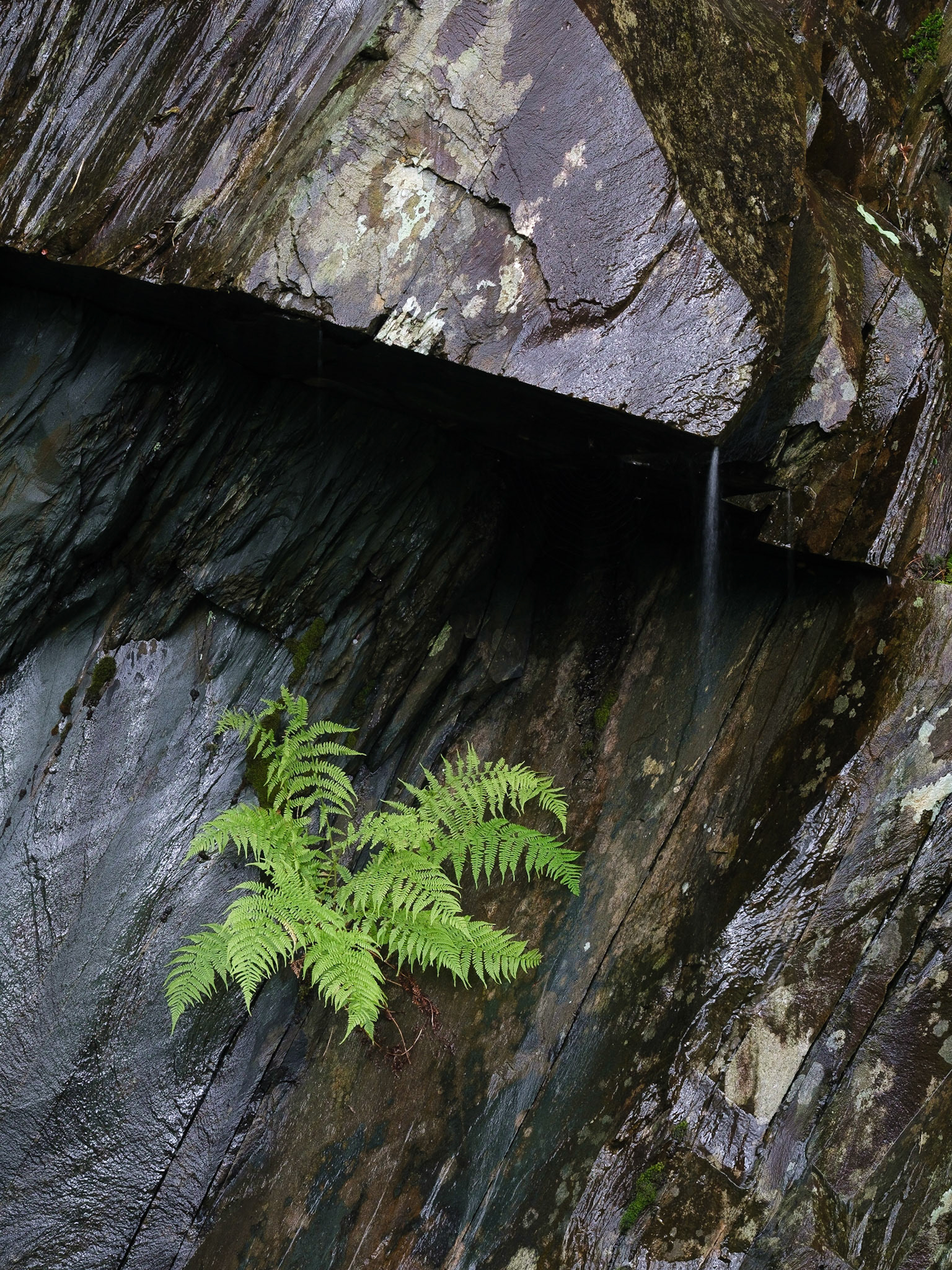 A fern growing out of a quarry wall.