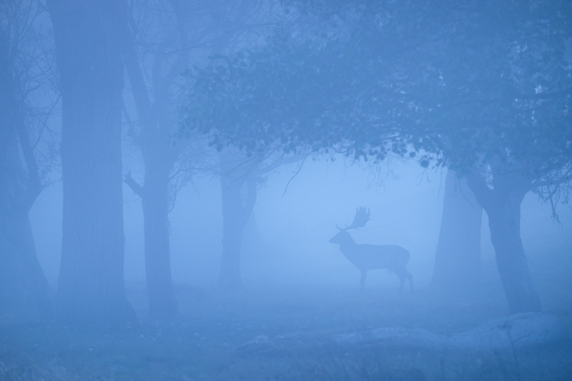 A fallow deer in a small clearing of woods on a misty morning in Richmond Park.