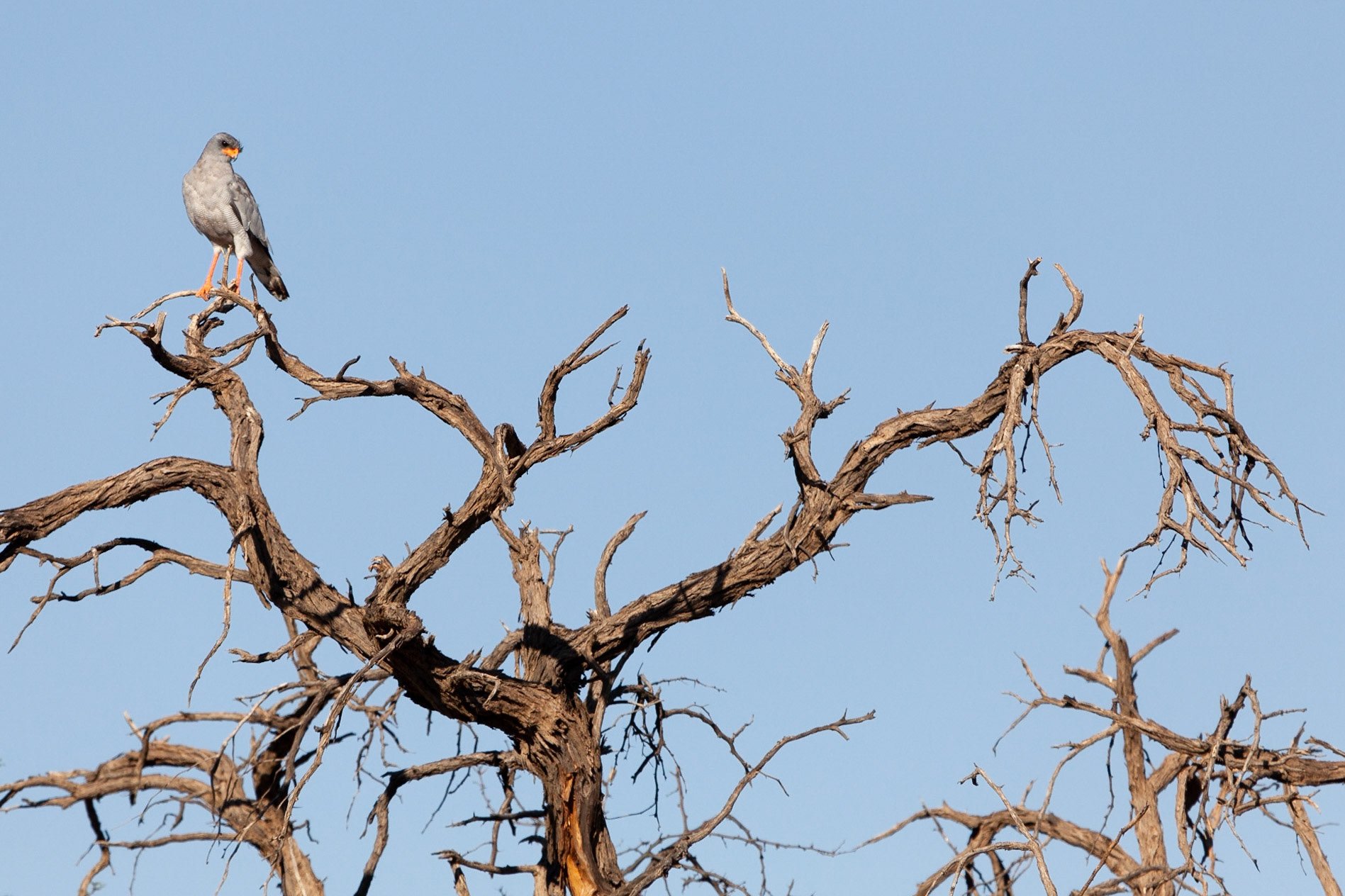 Pale Chanting Goshawk on a dead tree, Kgalagadi Transfrontier Park, South Africa.