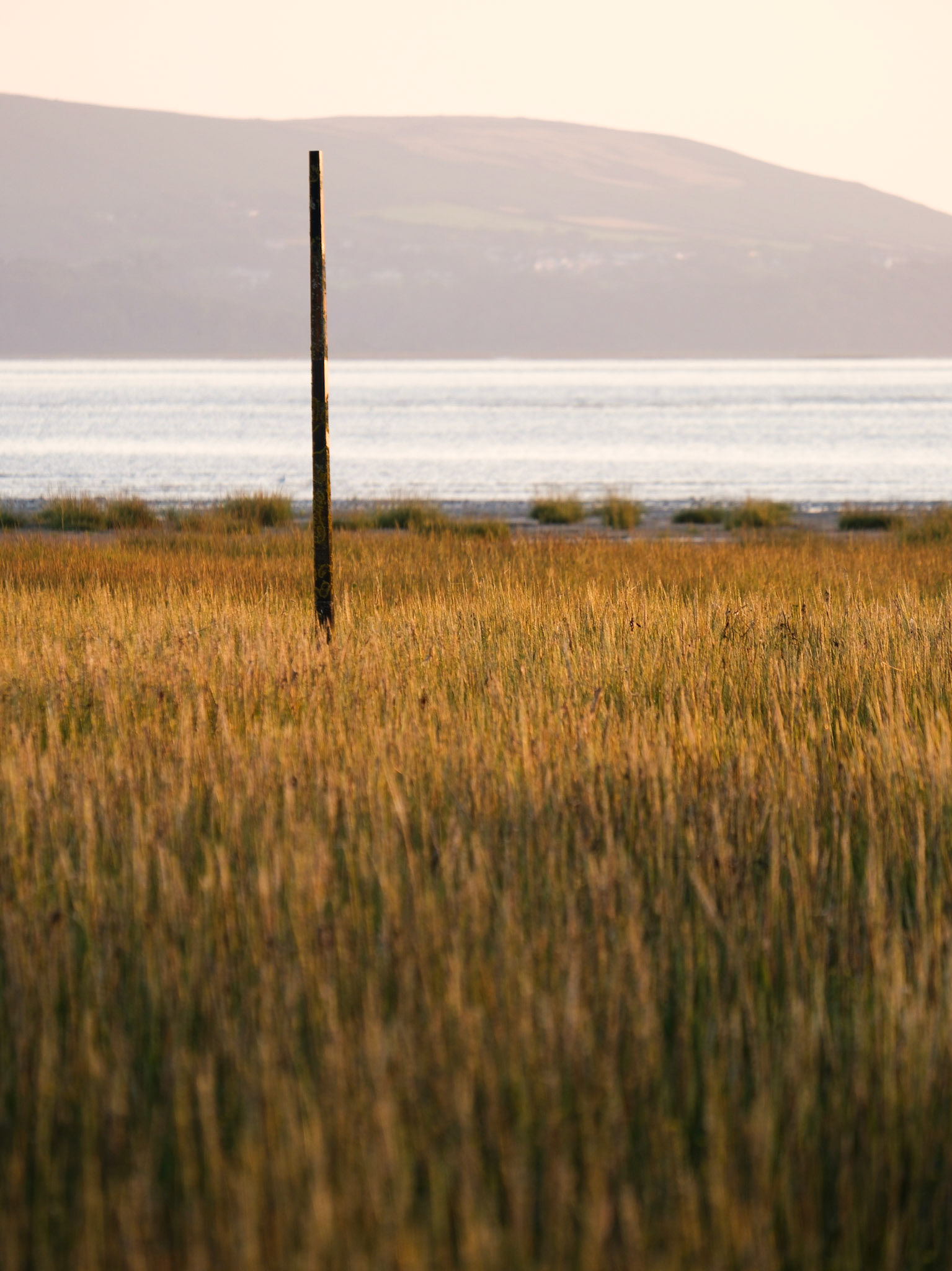 Arty grasses at sunset beside the River Loughor