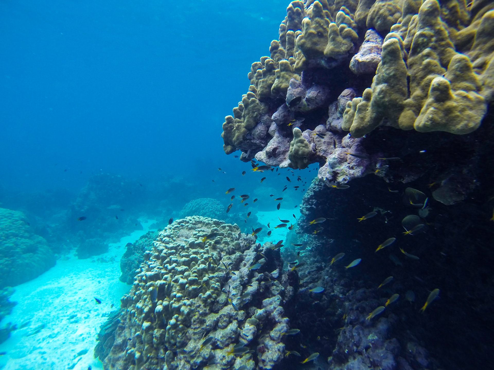 Snorkeling off Tachai Island, Thailand.