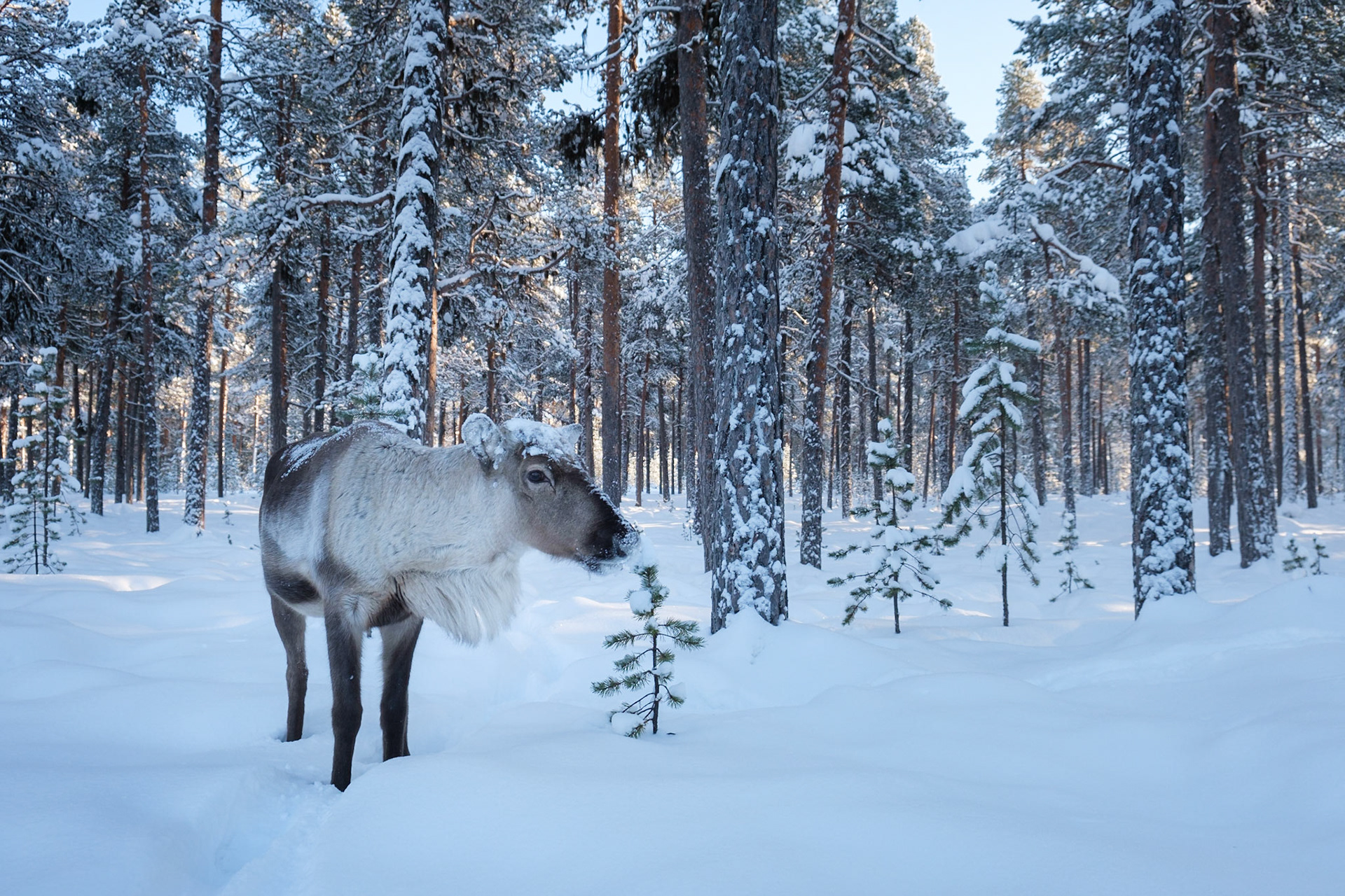 An inquisitive reindeer that was not part of the farm we visited but he was hanging around clearly hoping for some food, Nellim, Finnish Lapland.