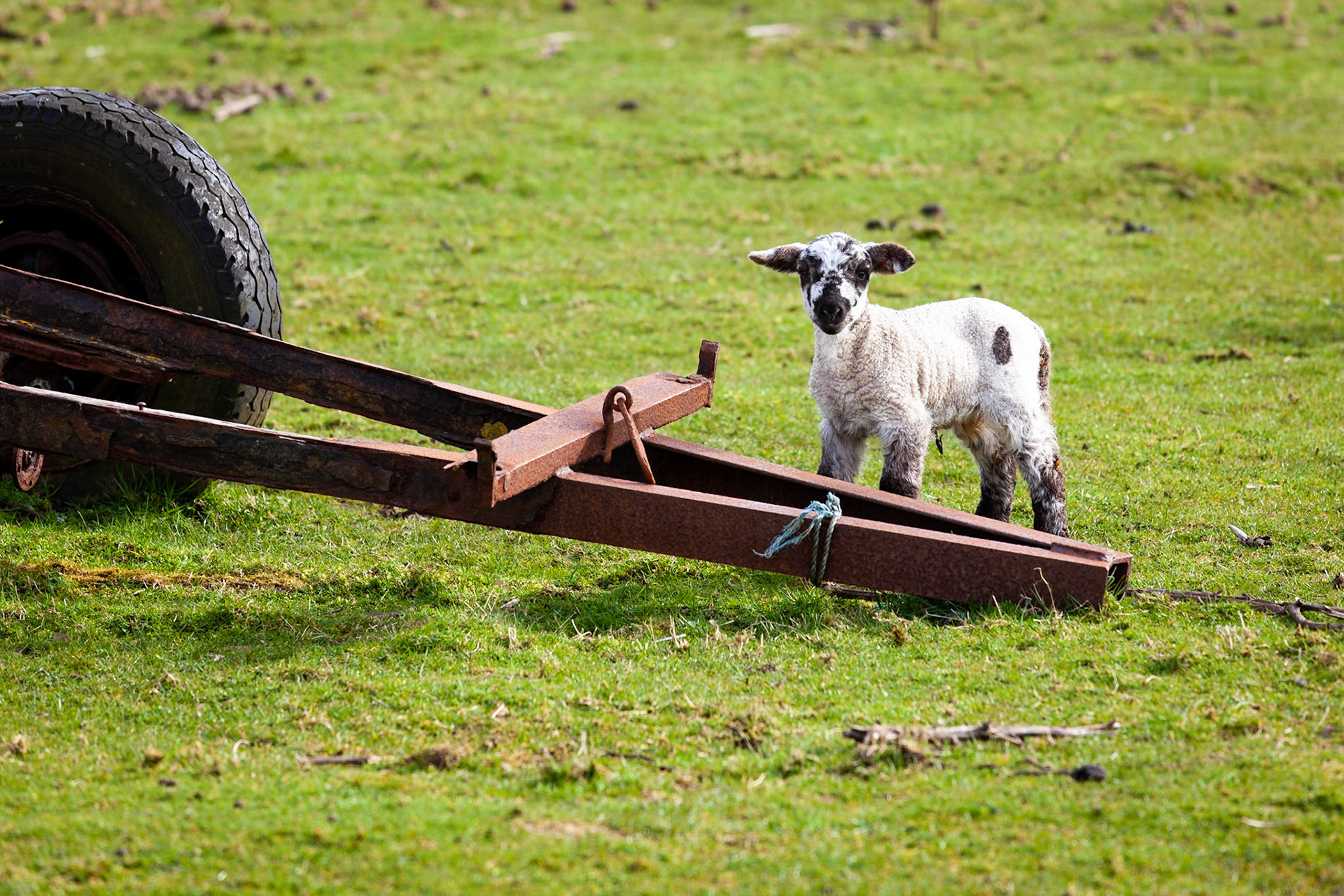 A new lamb, Isle of Harris