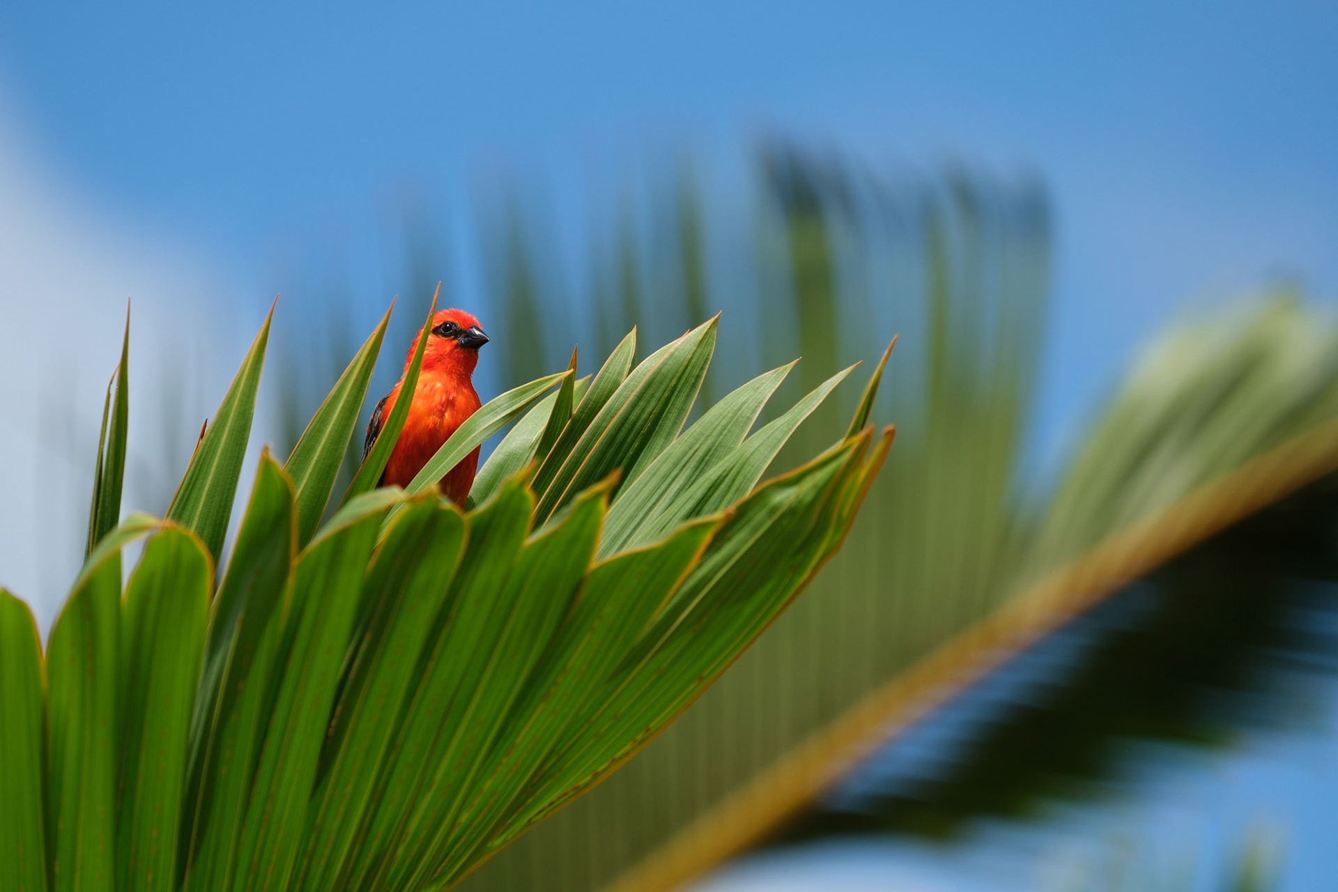 Red Fody bird on a palm frond.