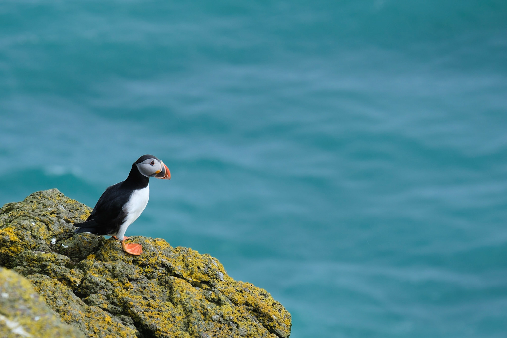 Puffin's are the coolest birds! One of the highlights of our holiday was the trip to Ingólfshöfði on Iceland's South coast to see the Puffin's nesting on the sea cliffs.
