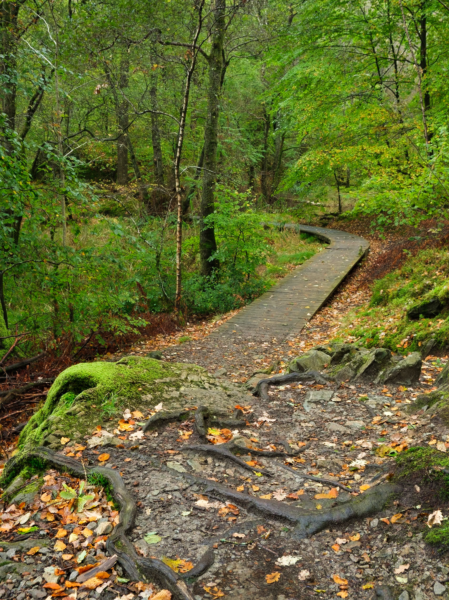 A boardwalk in Penny Rock Woods.