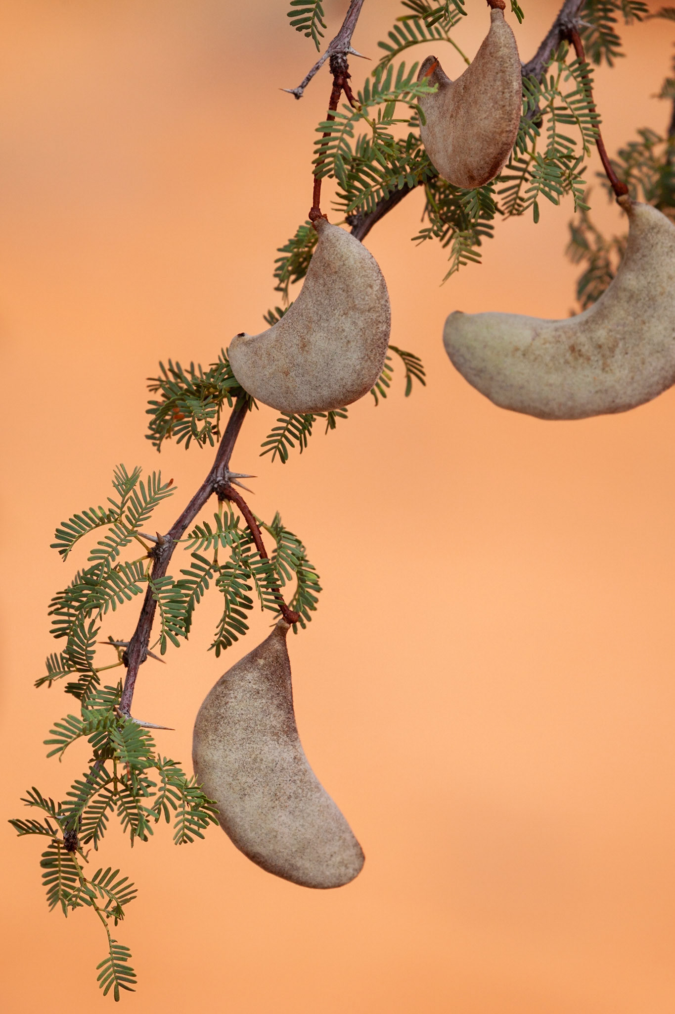 Camel Thorn seed pods, Kgalagadi Transfrontier Park, South Africa.