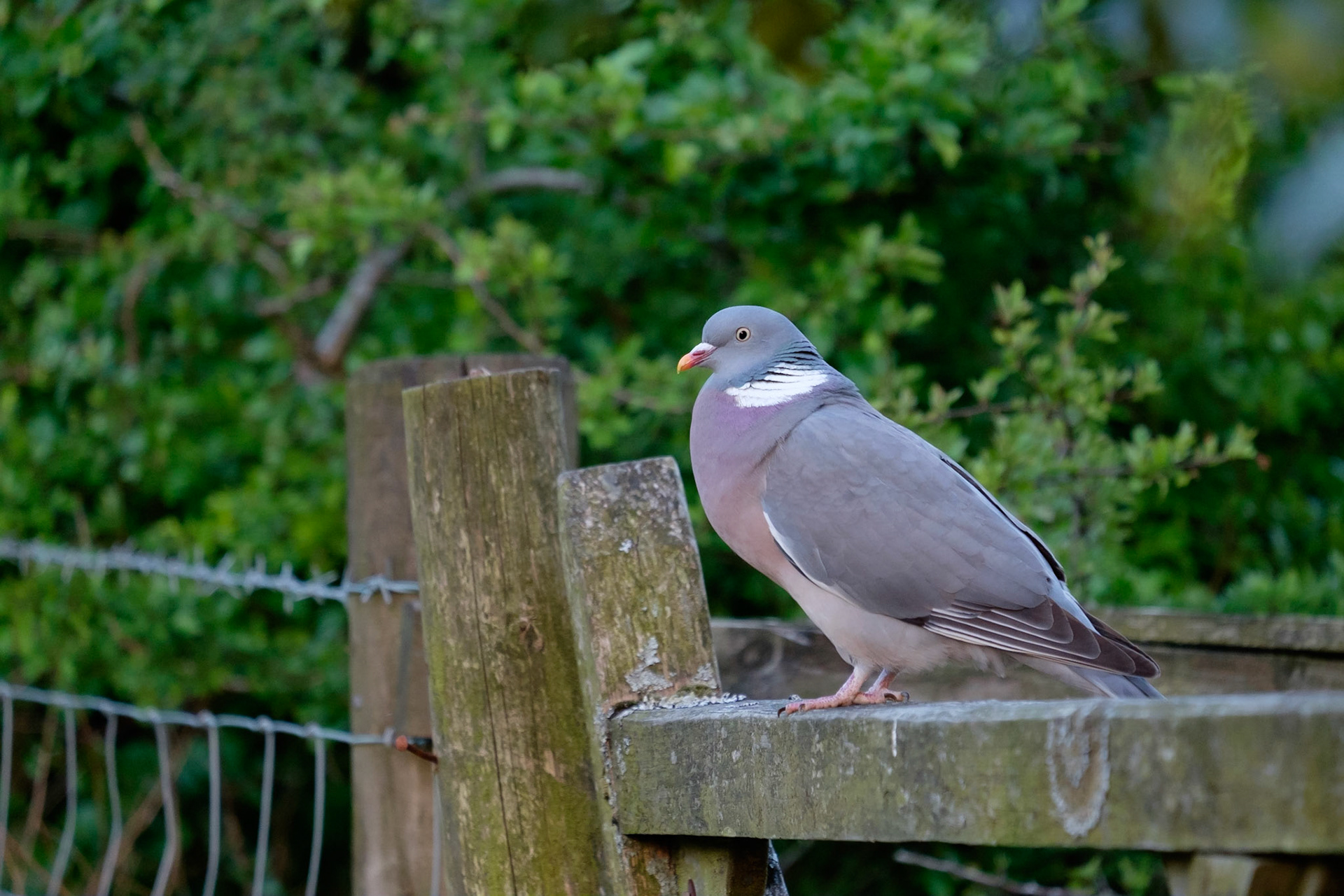 Wood Pigeon, Lake District National Park, England.