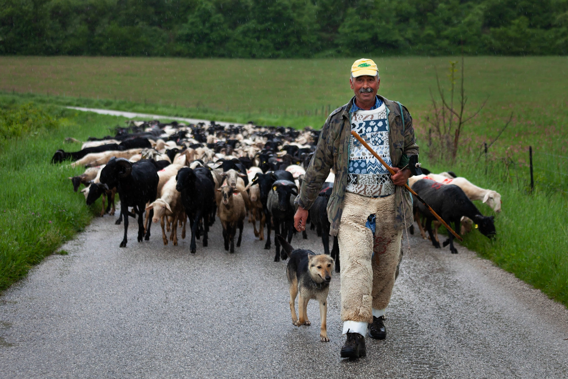 Santino the Umbrian shepard brings his flock home, Valnerina, Umbria, Italy.