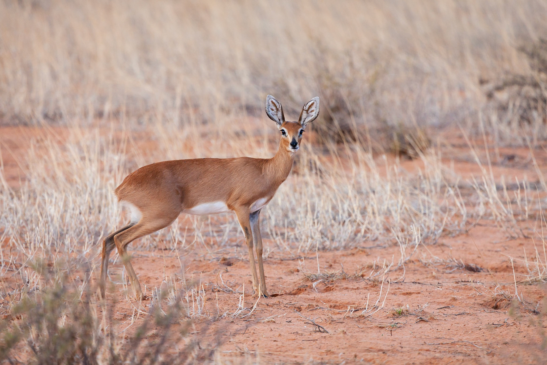 Steenbok, Kgalagadi Transfrontier Park, South Africa.