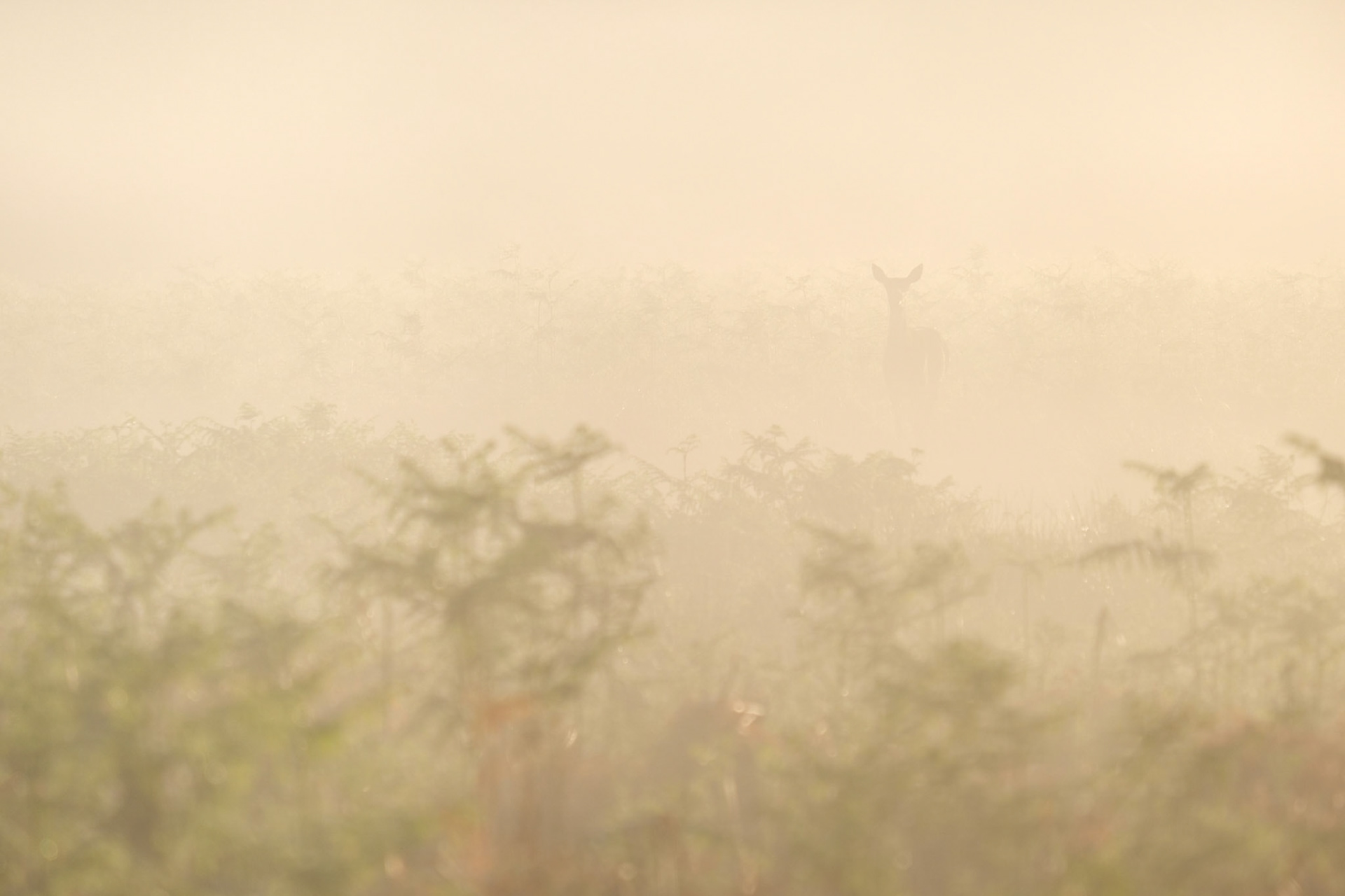 A Red Deer in the bracken on a misty morning, Richmond Park.