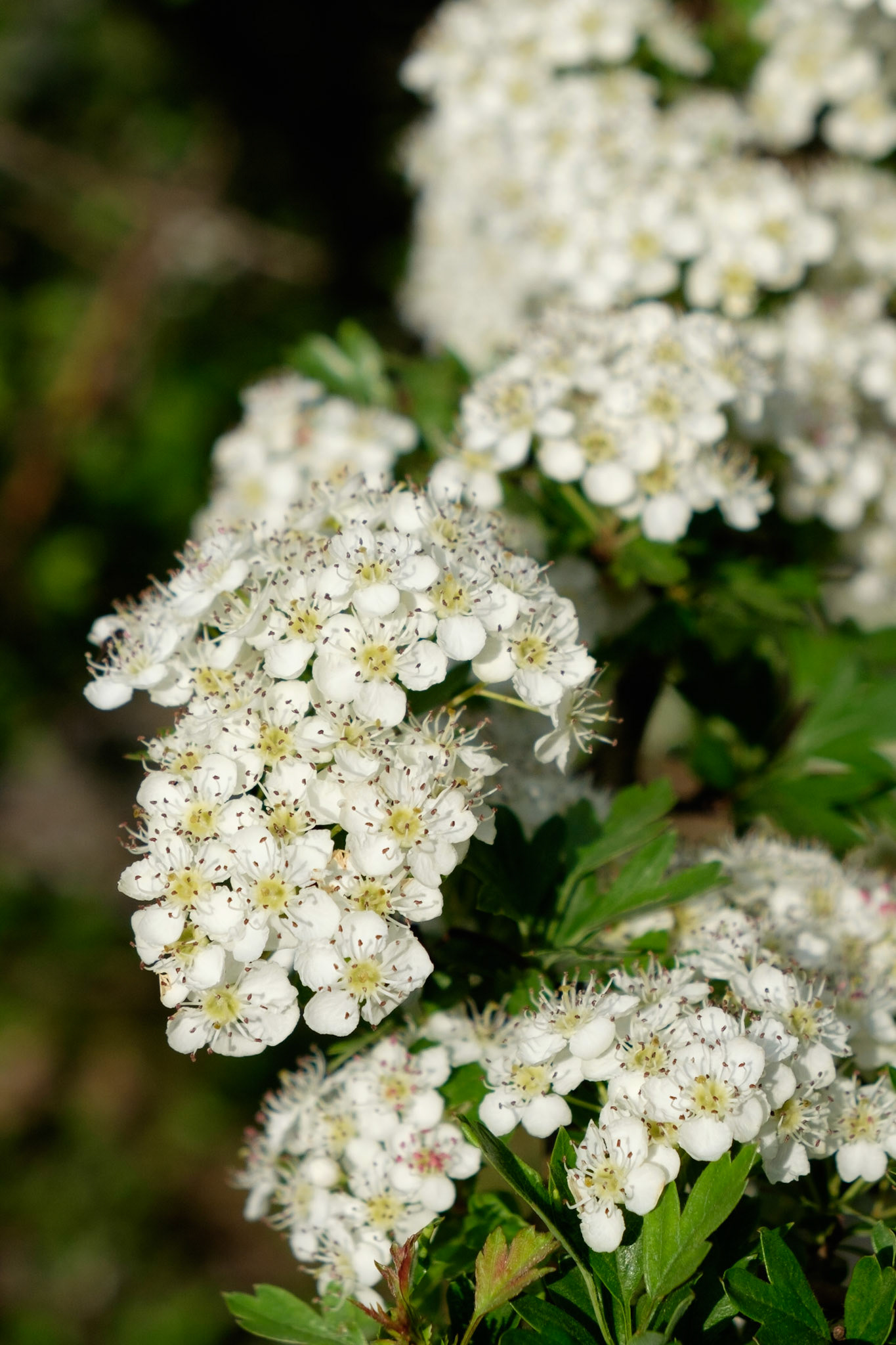 Hawthorn blossoms, Lake District National Park, England.