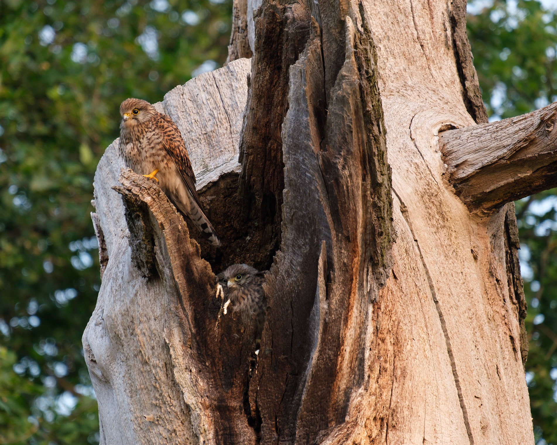 A female Kestrel above her nest in Richmond Park.