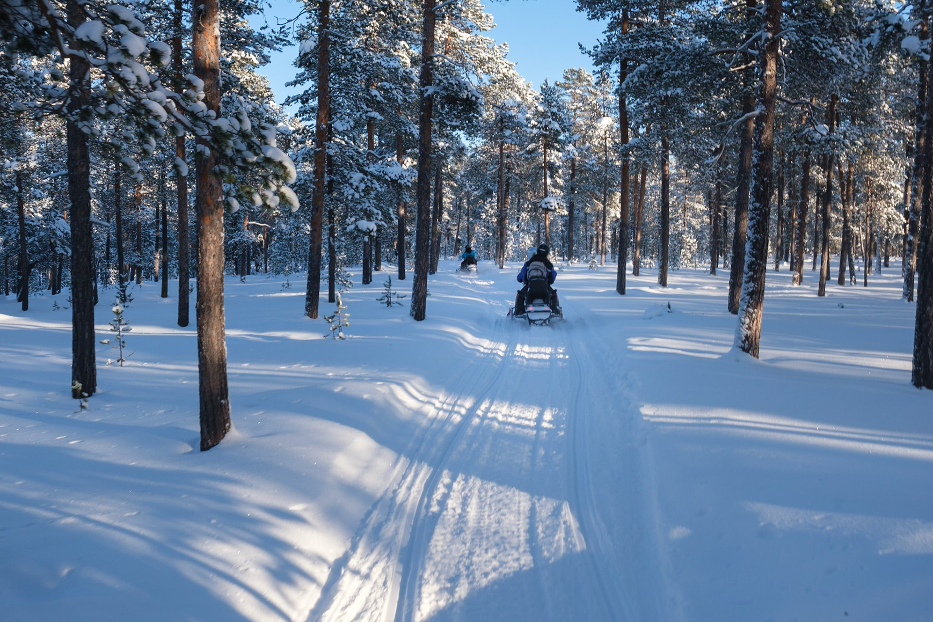 Driving snowmobiles through the forest. I was a passenger while taking these pictures, Nellim, Finnish Lapland.
