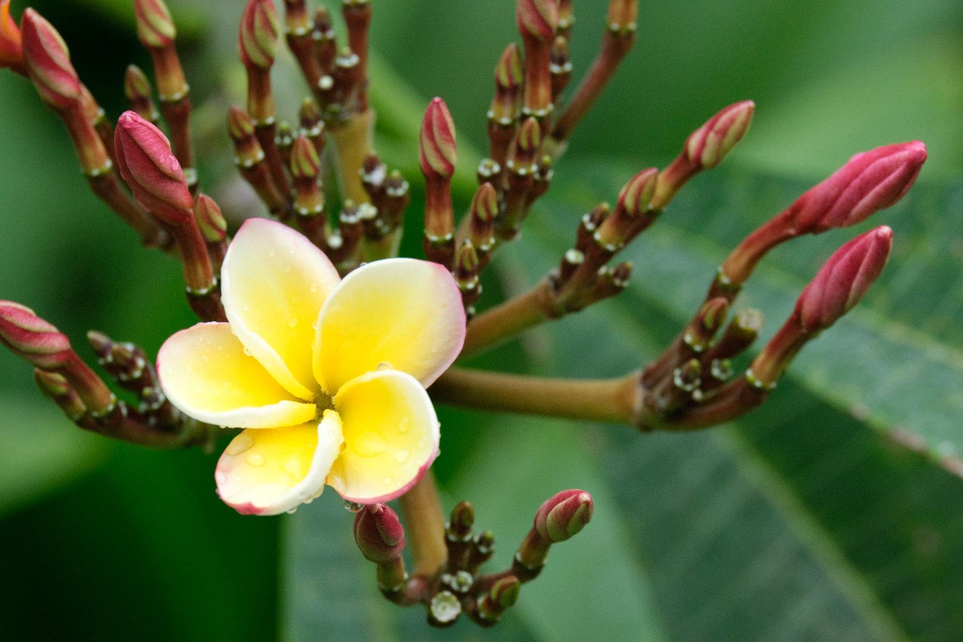 Frangipani.