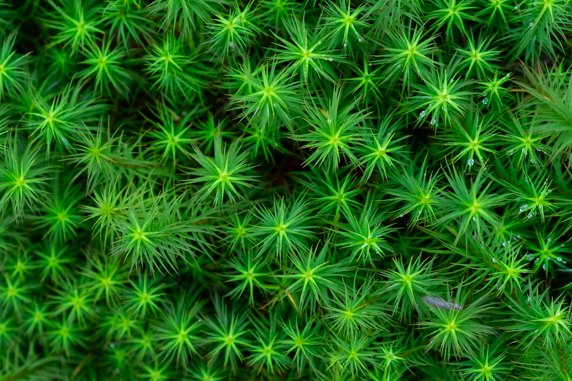 Pretty ground cover next to the Glencoe Lochan.