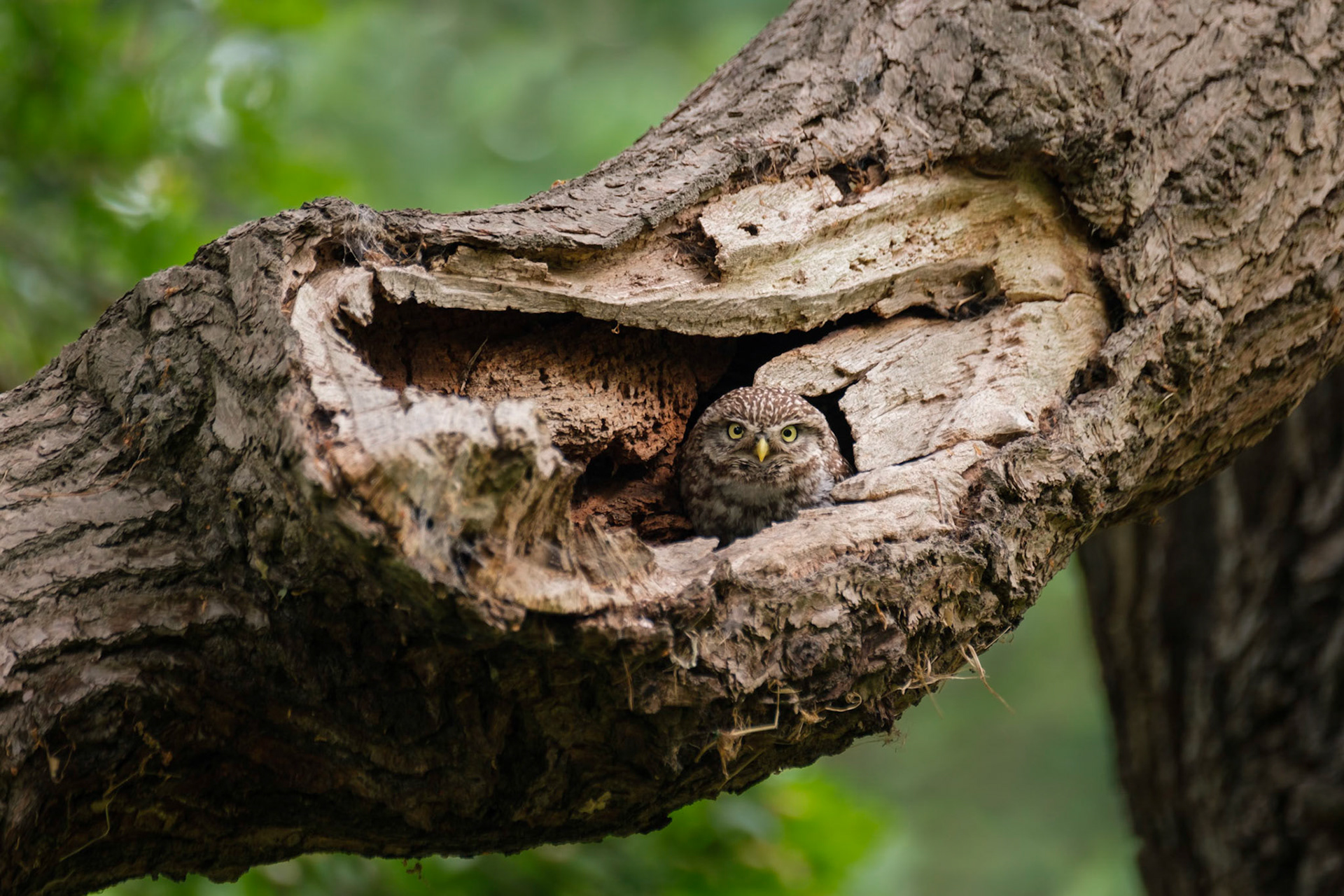 A Little Owl at the entrance to its nest, Richmond Park.