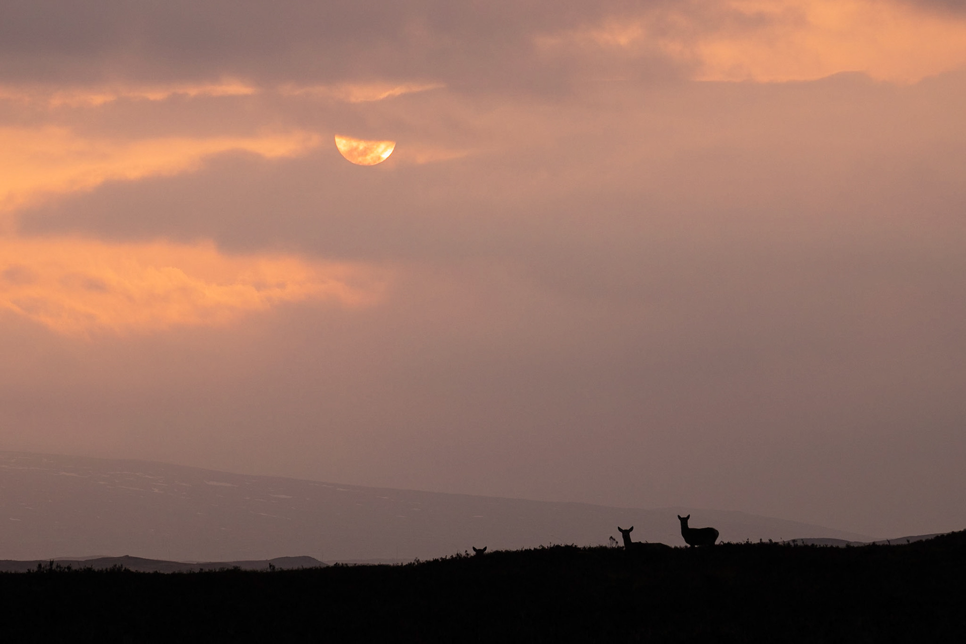 Red deer on Rannoch Moor at sunrise.