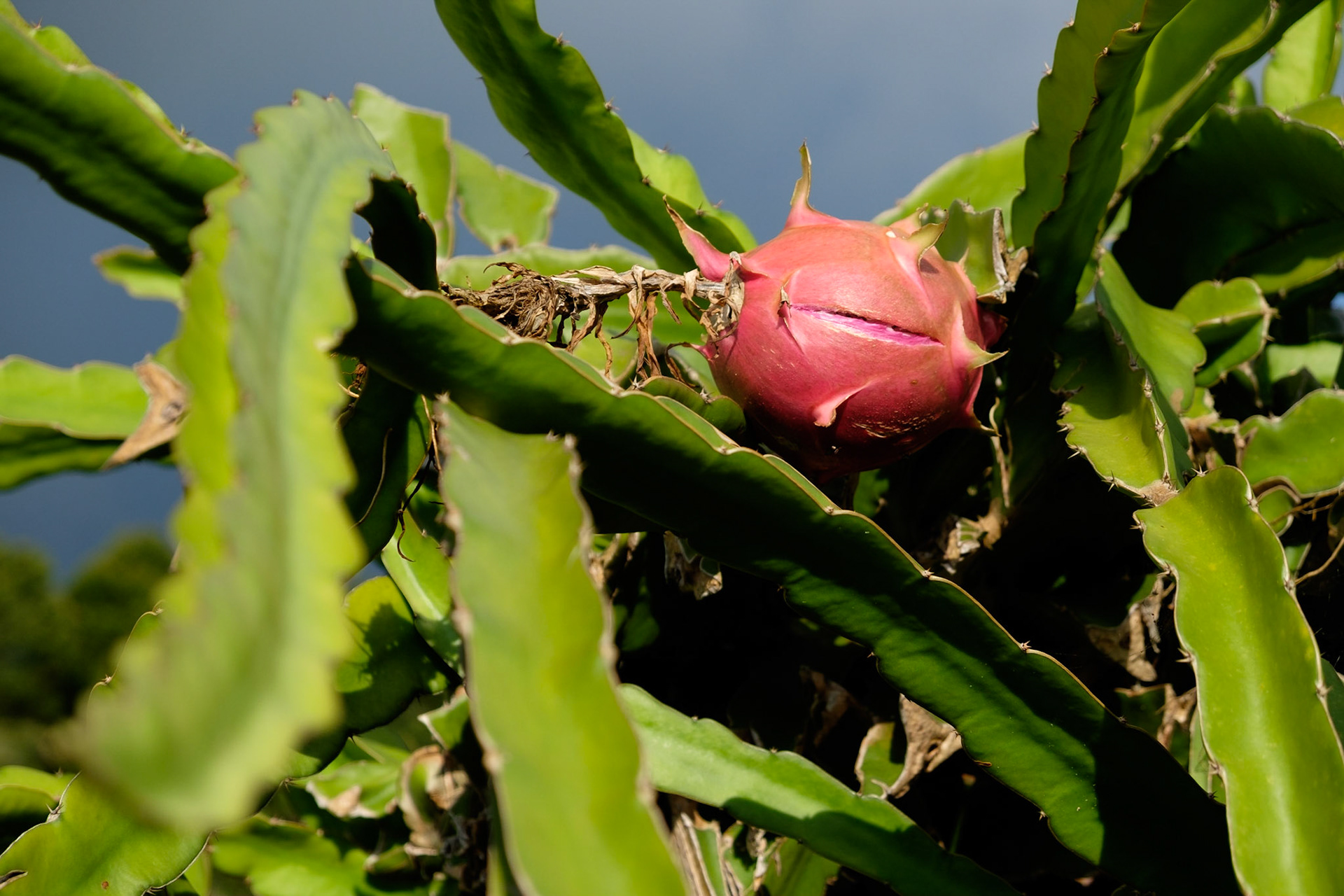 A dragon fruit growing in the grounds of Puri Lumbung Cottages, Munduk, Bali, Indonesia.