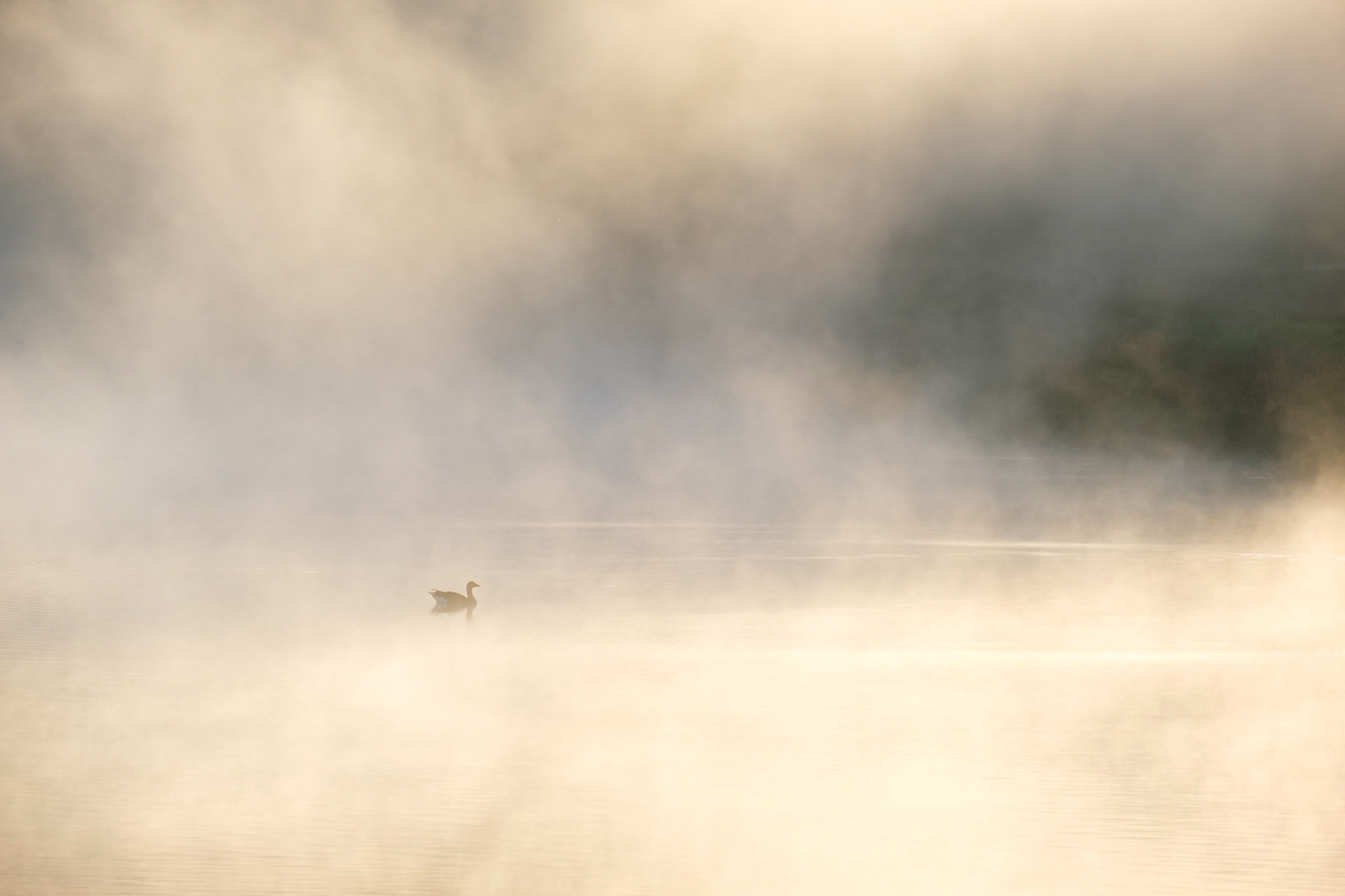 Greylag Goose on a misty Pen Ponds in Richmond Park.