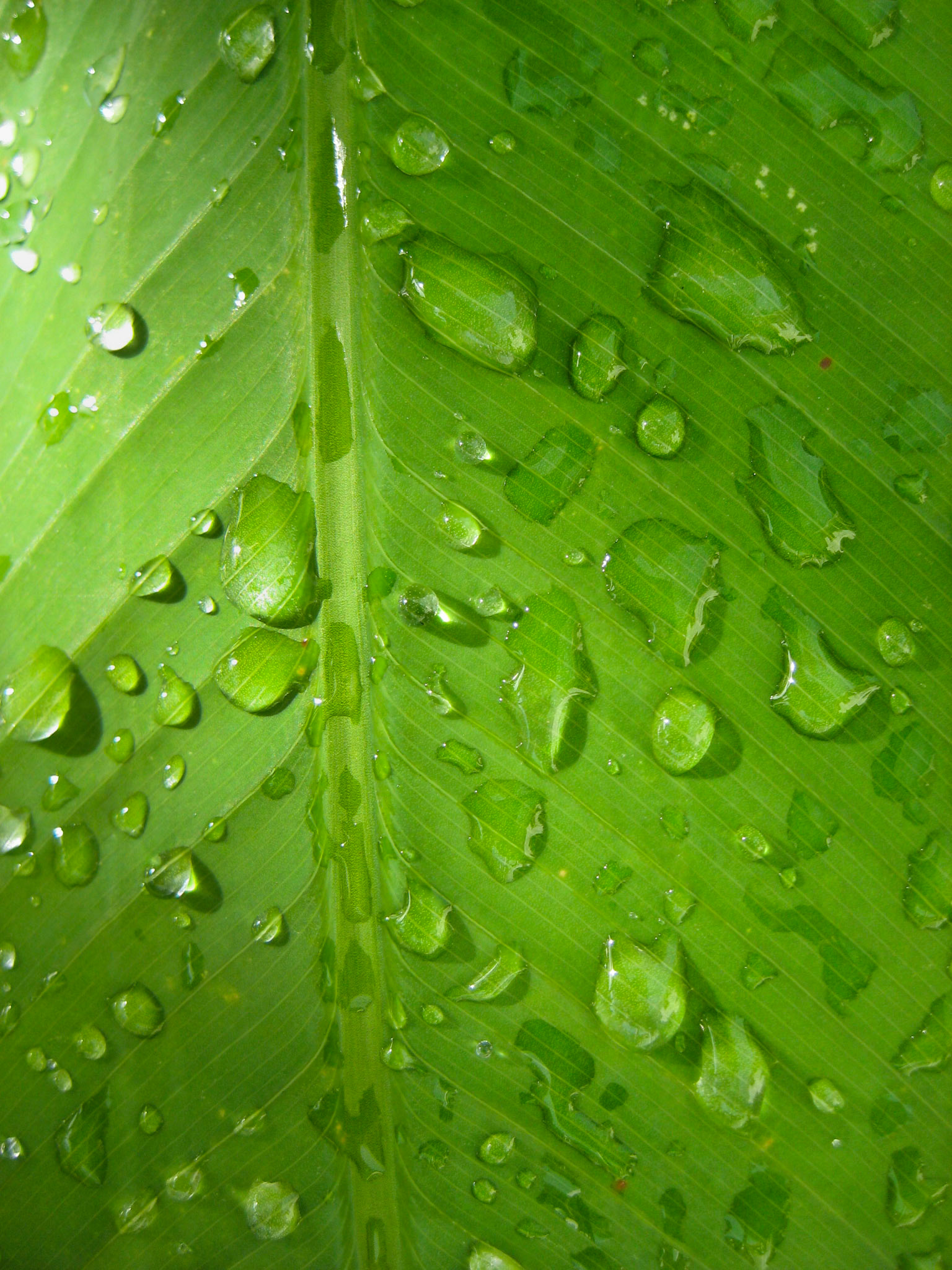 Rain on a banana leaf, Hotel Cape Panwa, Phuket, Thailand.
