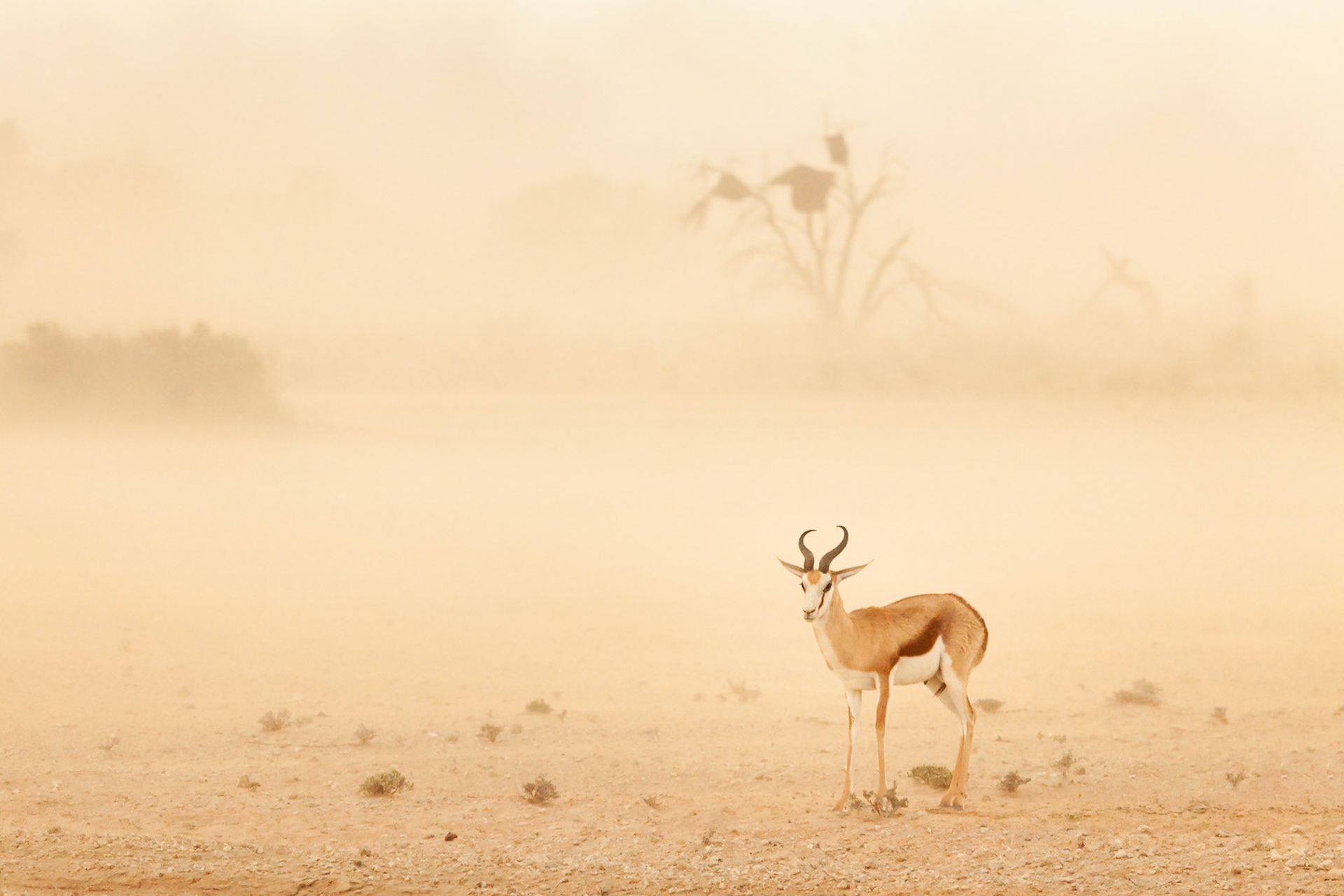 Springbok in a dust storm, Kgalagadi Transfrontier Park, South Africa.
