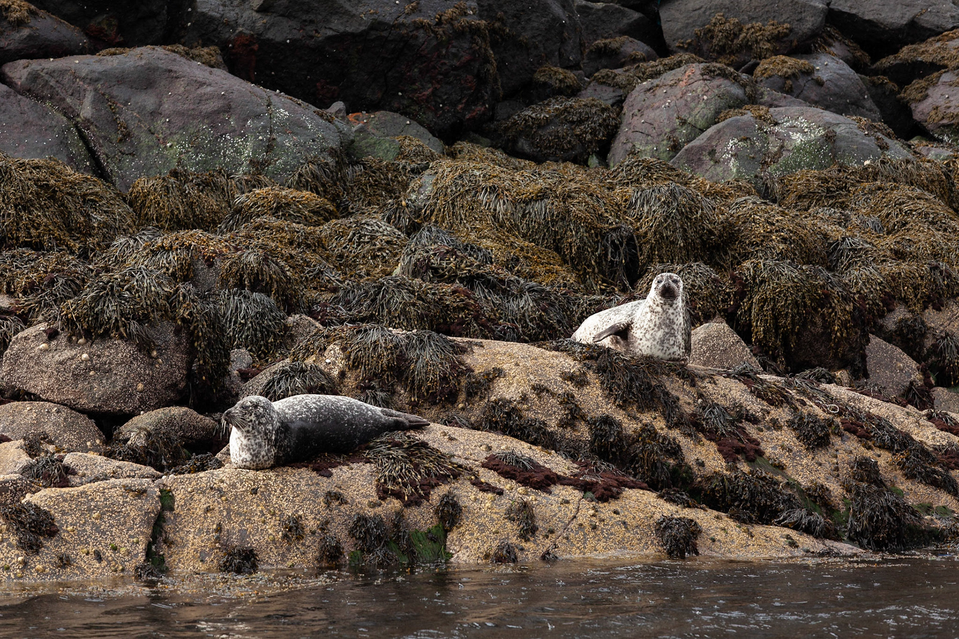 Harbour seals from the Bella Jane on route to Loch Coruisk, Isle of Skye
