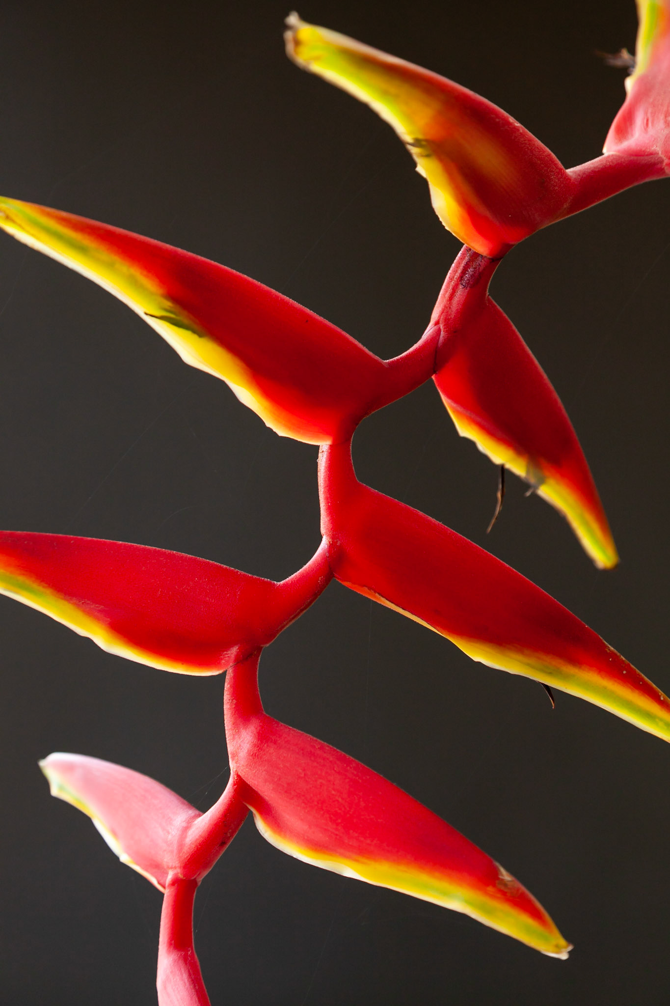 Marginata flowers decorate Apsara Beachfront Resort in Khao Lak, Thailand.