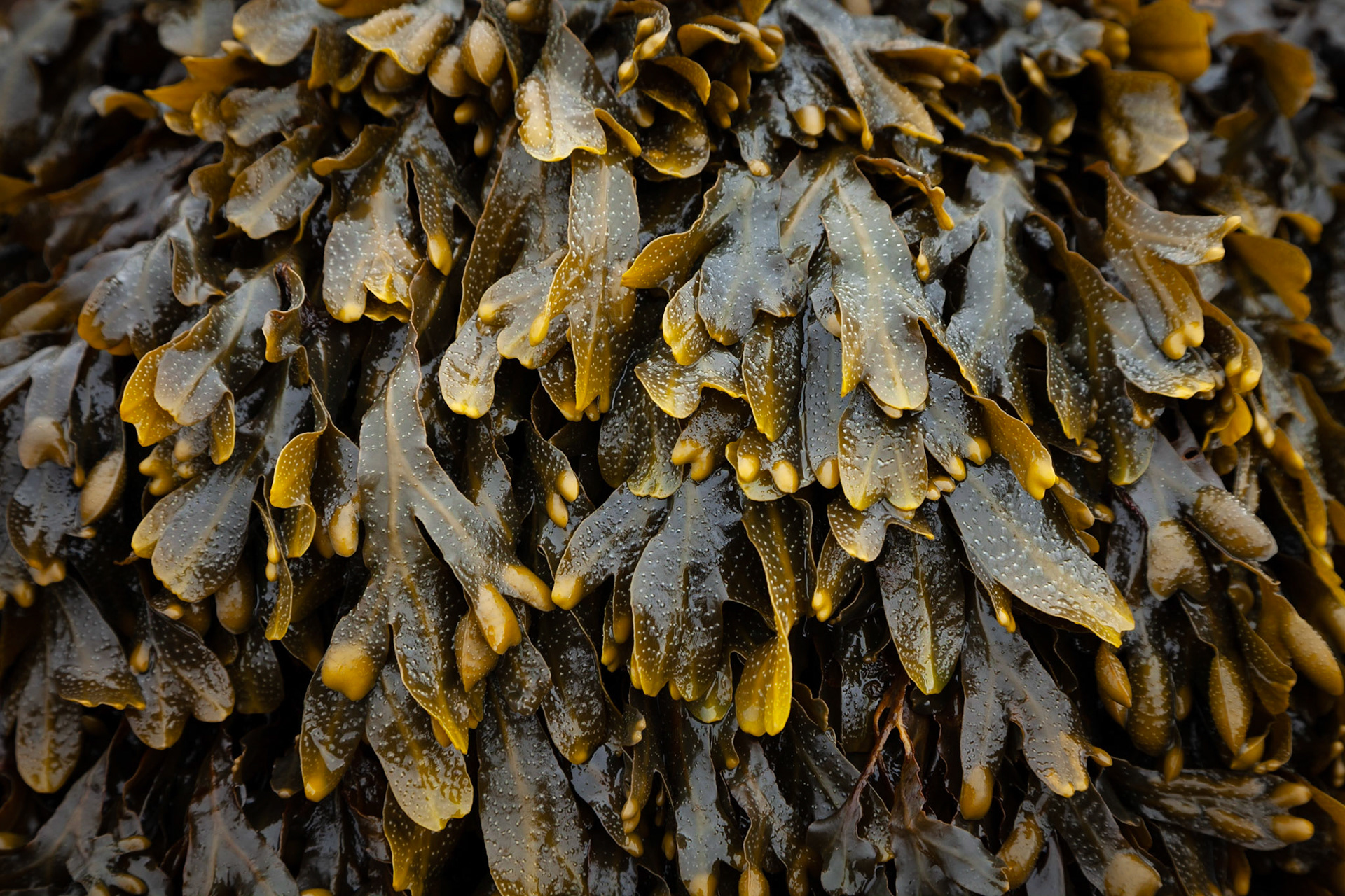 Bladderwrack Seaweed on the shores of Loch Linnhe.