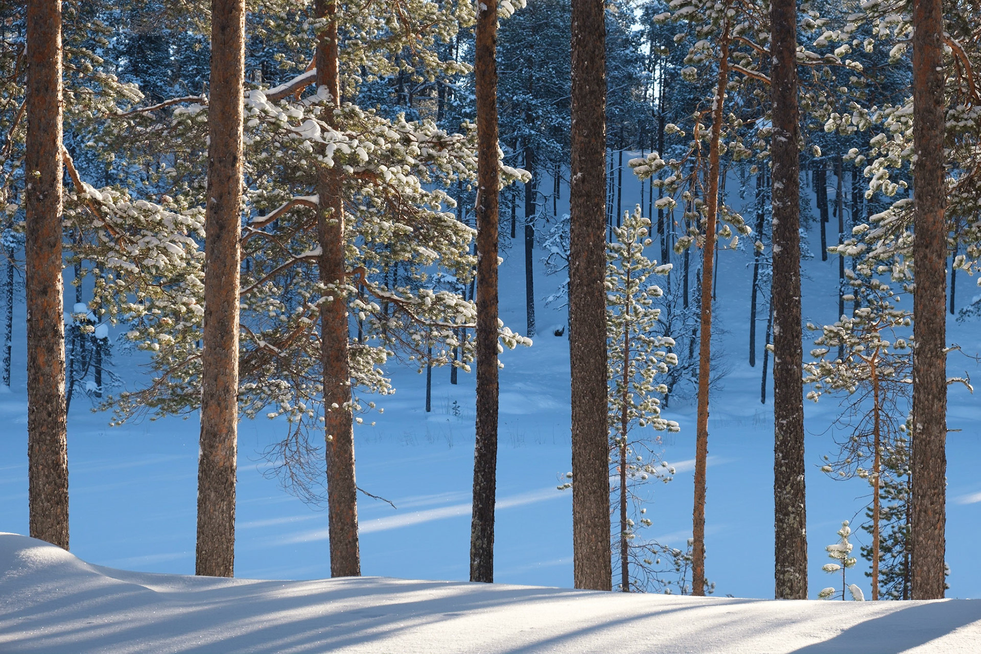 Trees, snow and light, Nellim, Finnish Lapland.