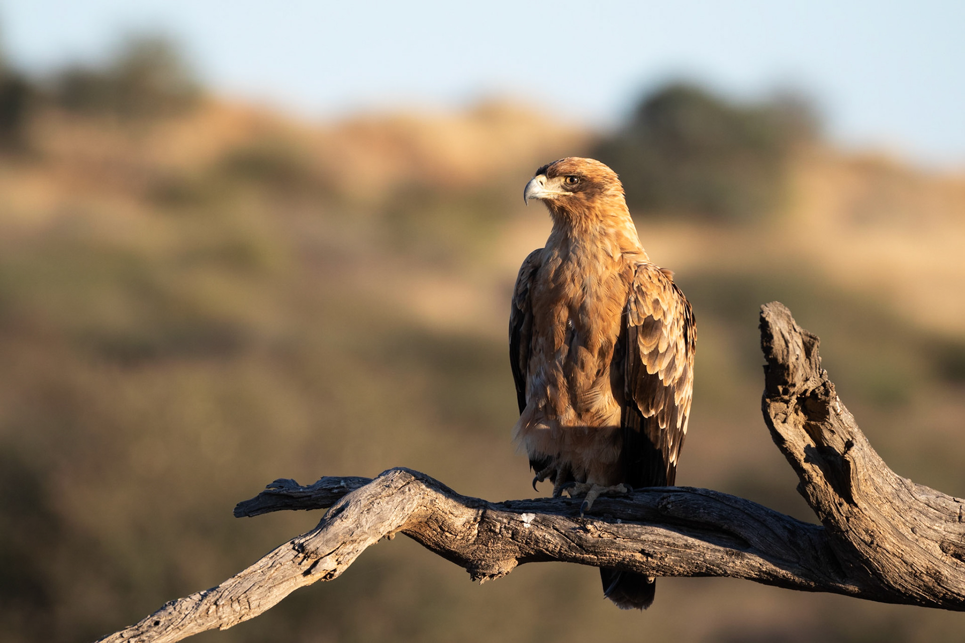 A Tawny Eagle on a fallen tree just south of 14th Waterhole, Kgalagadi Transfrontier Park.
