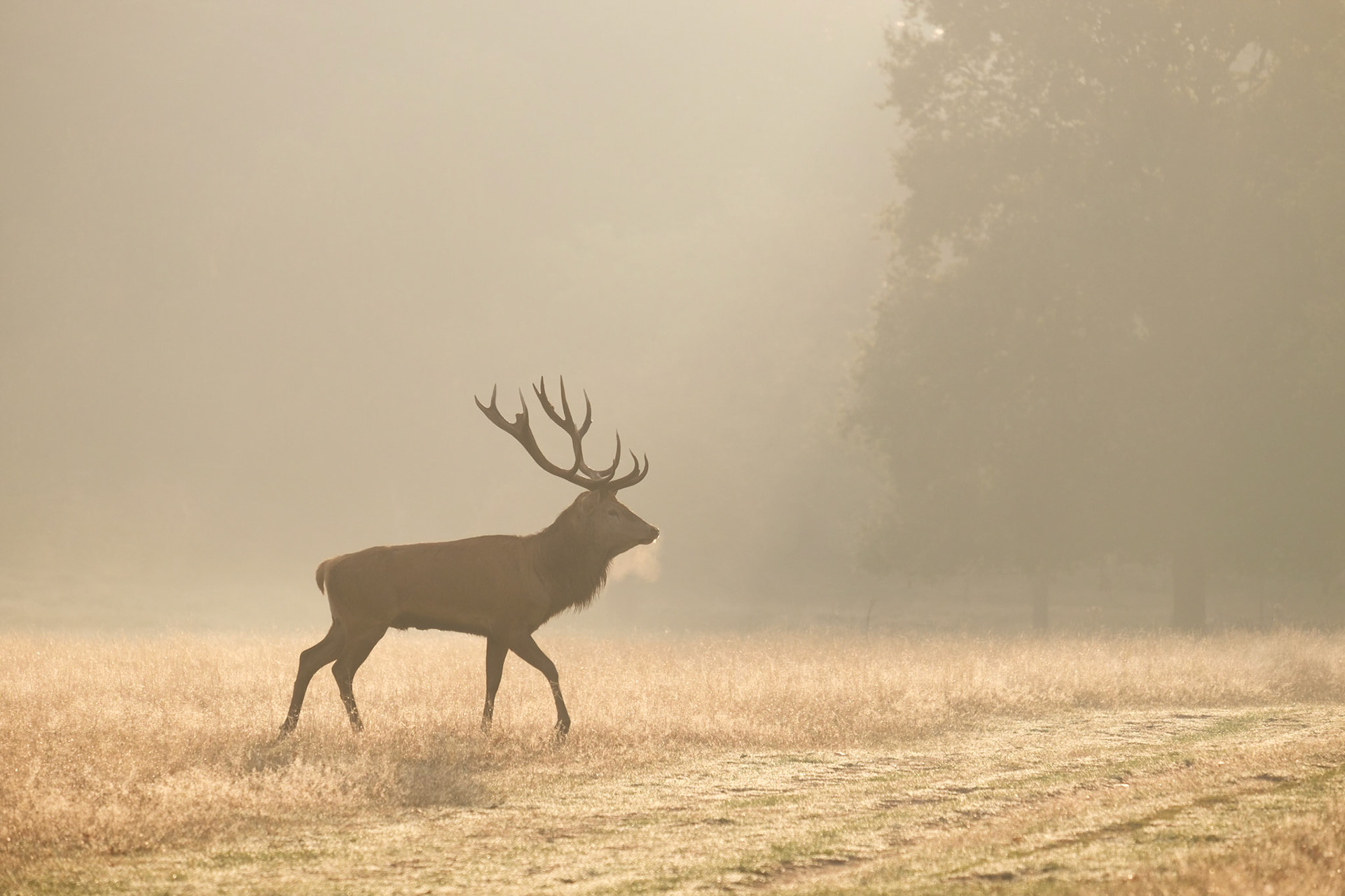 A Red Deer stag crossing a grassy field on a cold autumn morning in Richmond Park.