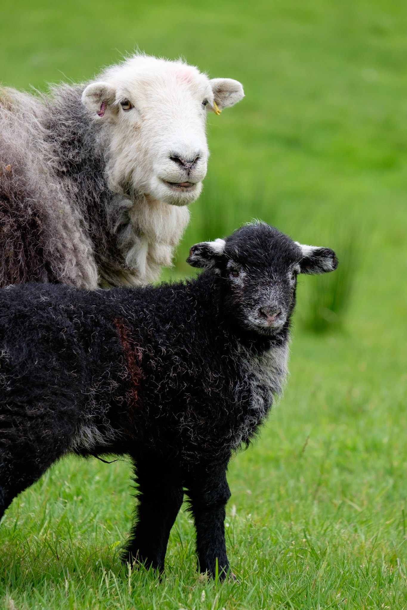 A Herwick sheep and her lamb, Lake District National Park, England.