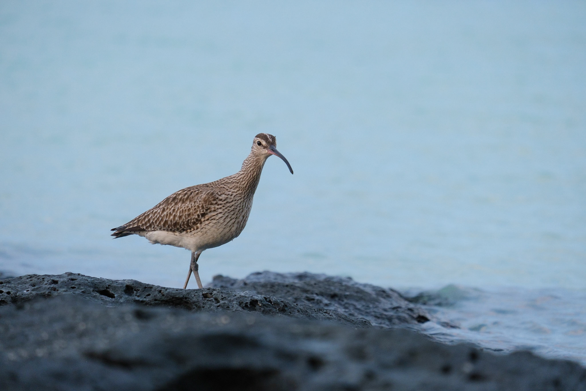 Whimbrel.