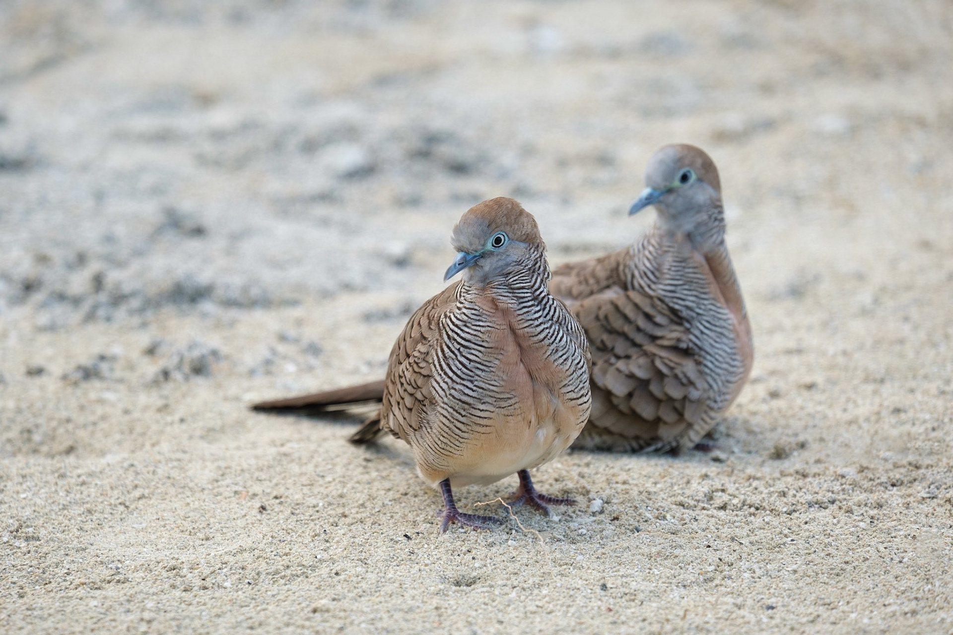 Mauritian Zebra Doves.