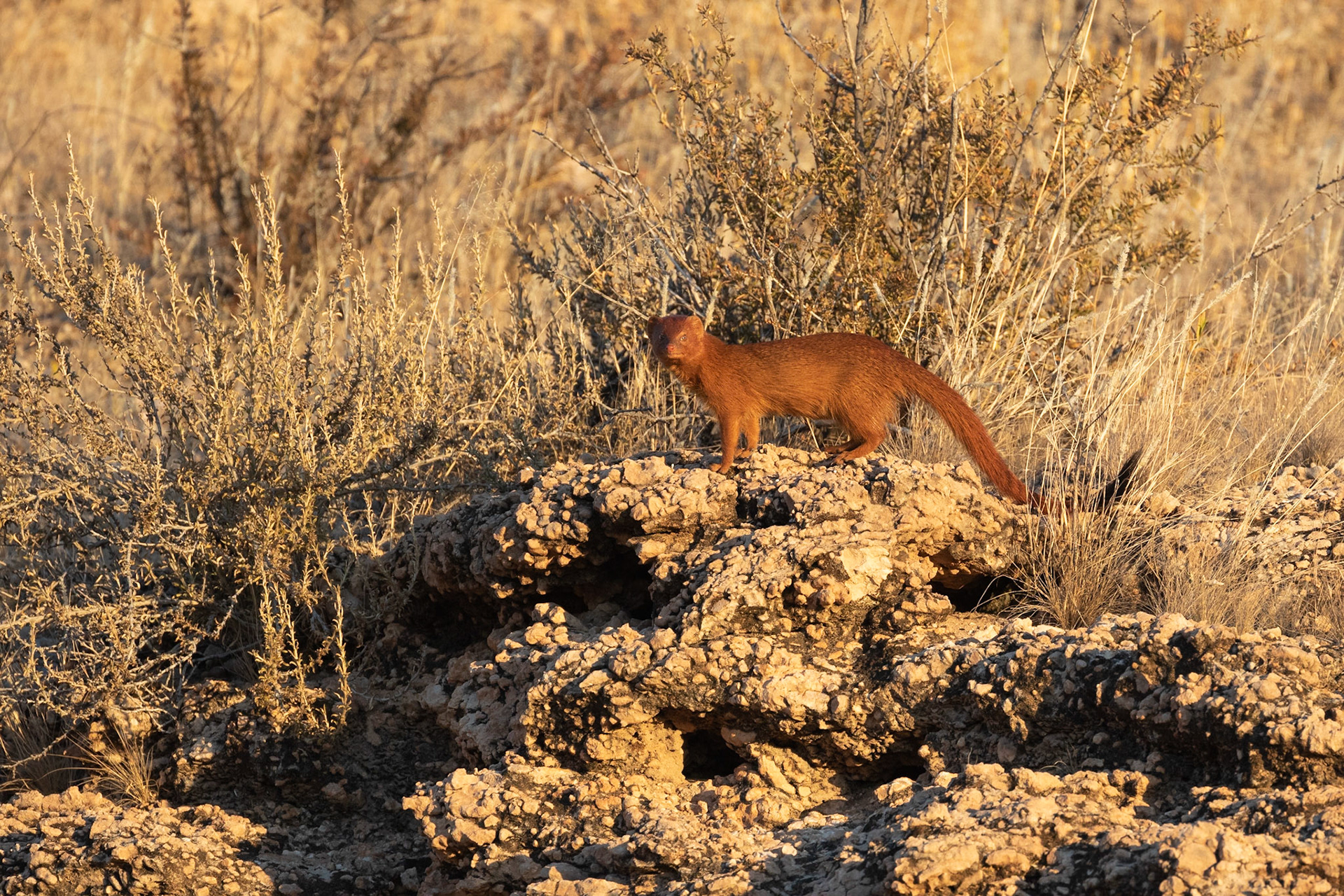 A Slender Mongoose on the calcrete rocks of the Auob River at last light, Kgalagadi Transfrontier Park.