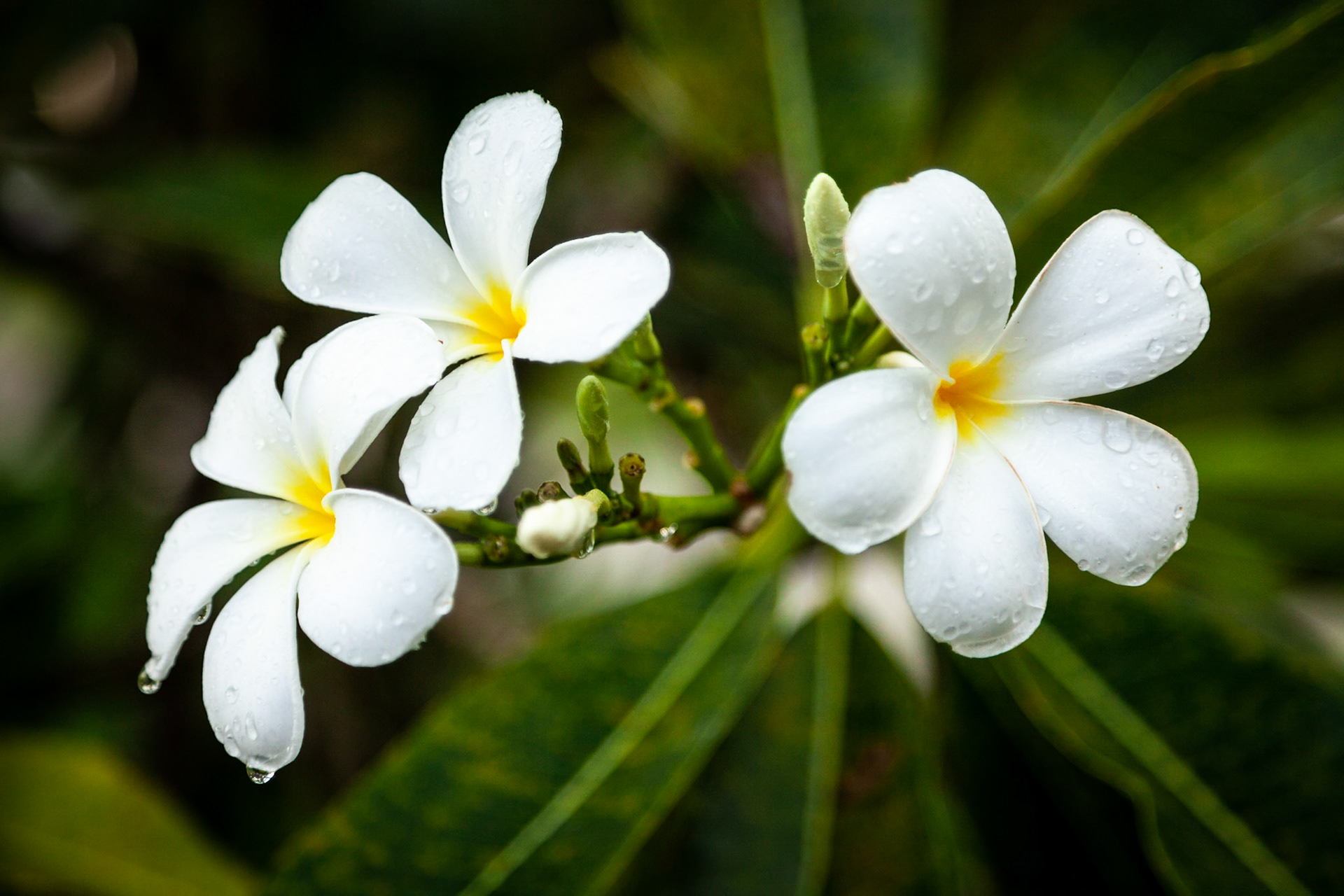Frangipani flowers, Hotel Cape Panwa, Phuket, Thailand.
