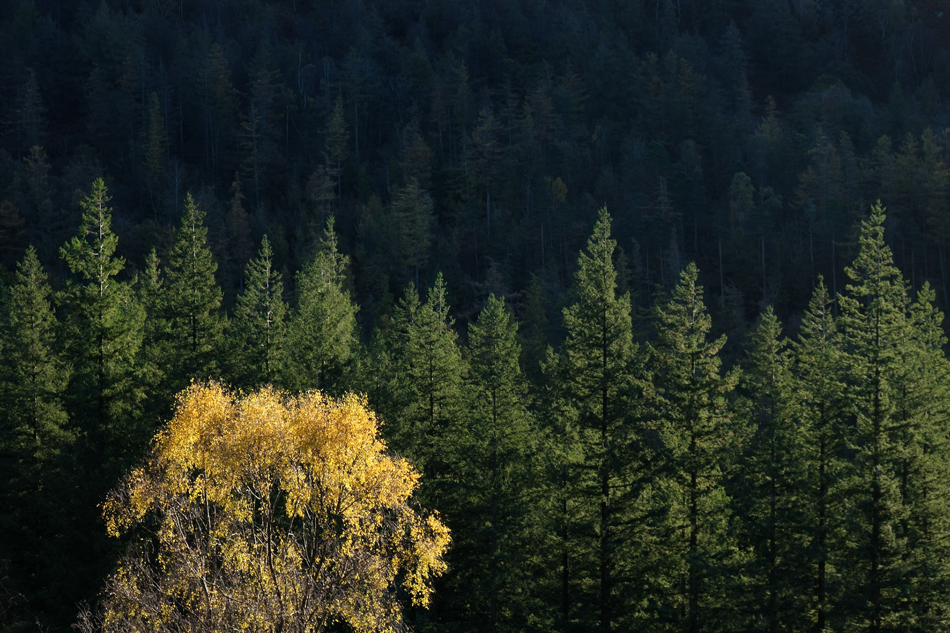 Autumnal Birch Tree and Conifers above Yew Tree Tarn.